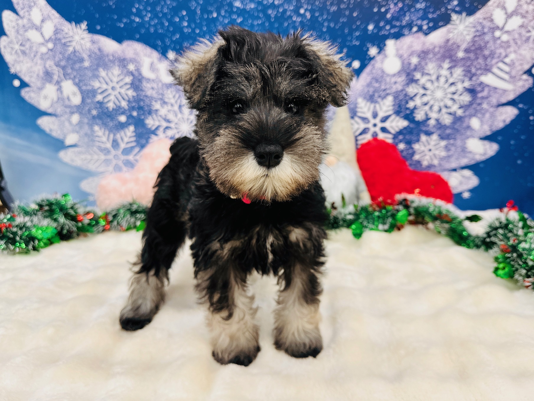 兵庫県のミニチュアシュナウザー (ペッツワン神戸深江浜店/2025年9月12日生まれ/女の子/ソルトペッパー)の子犬の2枚目の画像