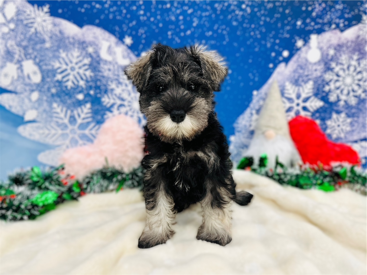 兵庫県のミニチュアシュナウザー (ペッツワン神戸深江浜店/2025年9月12日生まれ/女の子/ソルトペッパー)の子犬