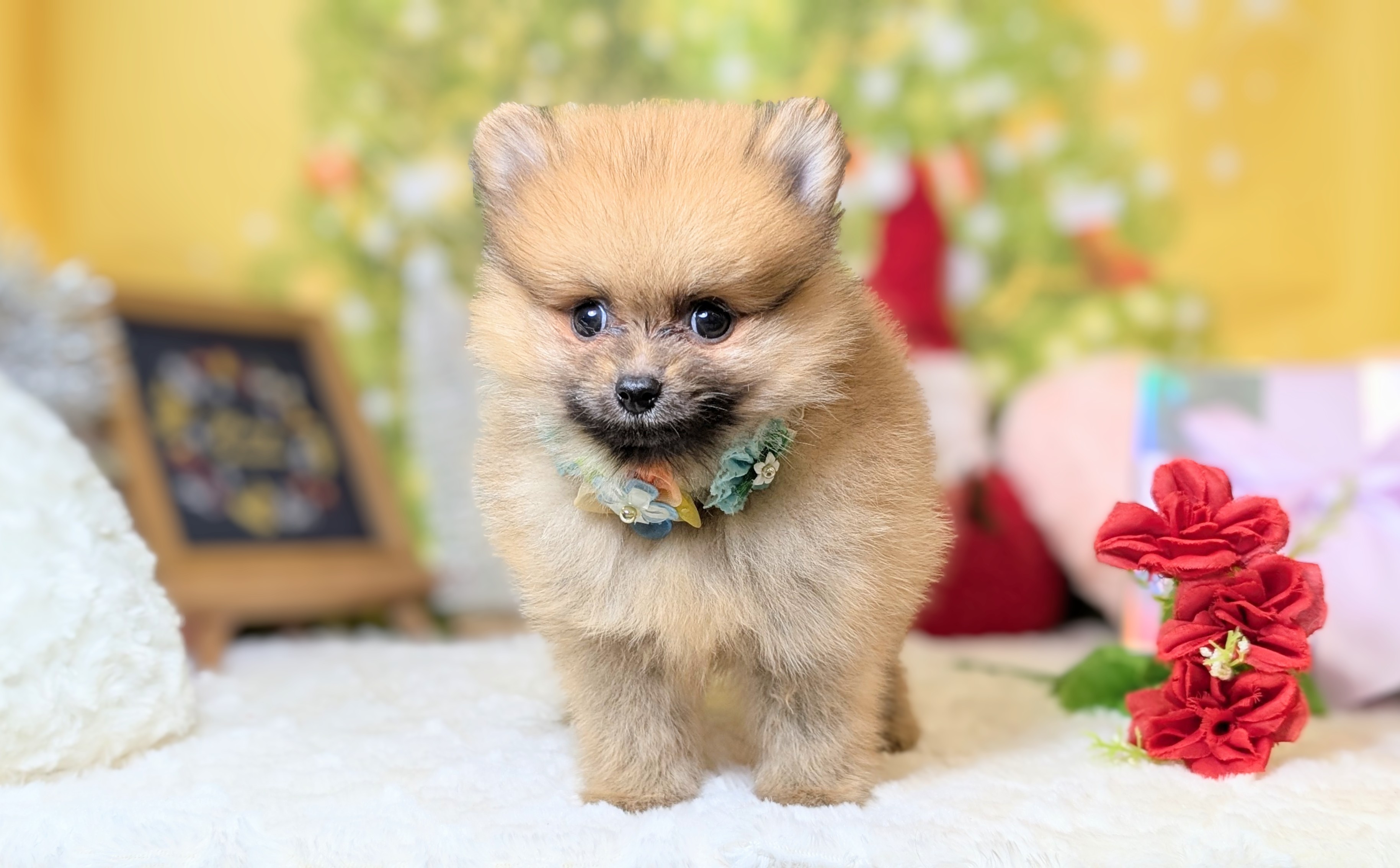 兵庫県のポメラニアン (ペッツワン神戸西神南店/2025年9月26日生まれ/男の子/オレンジ)の子犬の1枚目の画像