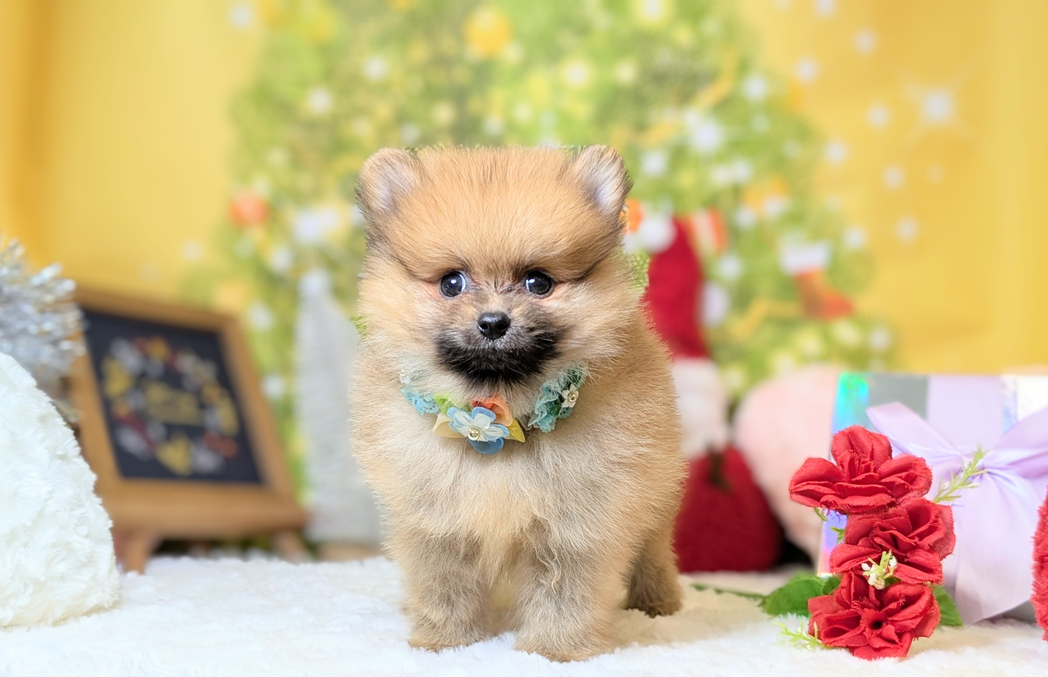 兵庫県のポメラニアン (ペッツワン神戸西神南店/2025年9月26日生まれ/男の子/オレンジ)の子犬の3枚目の画像