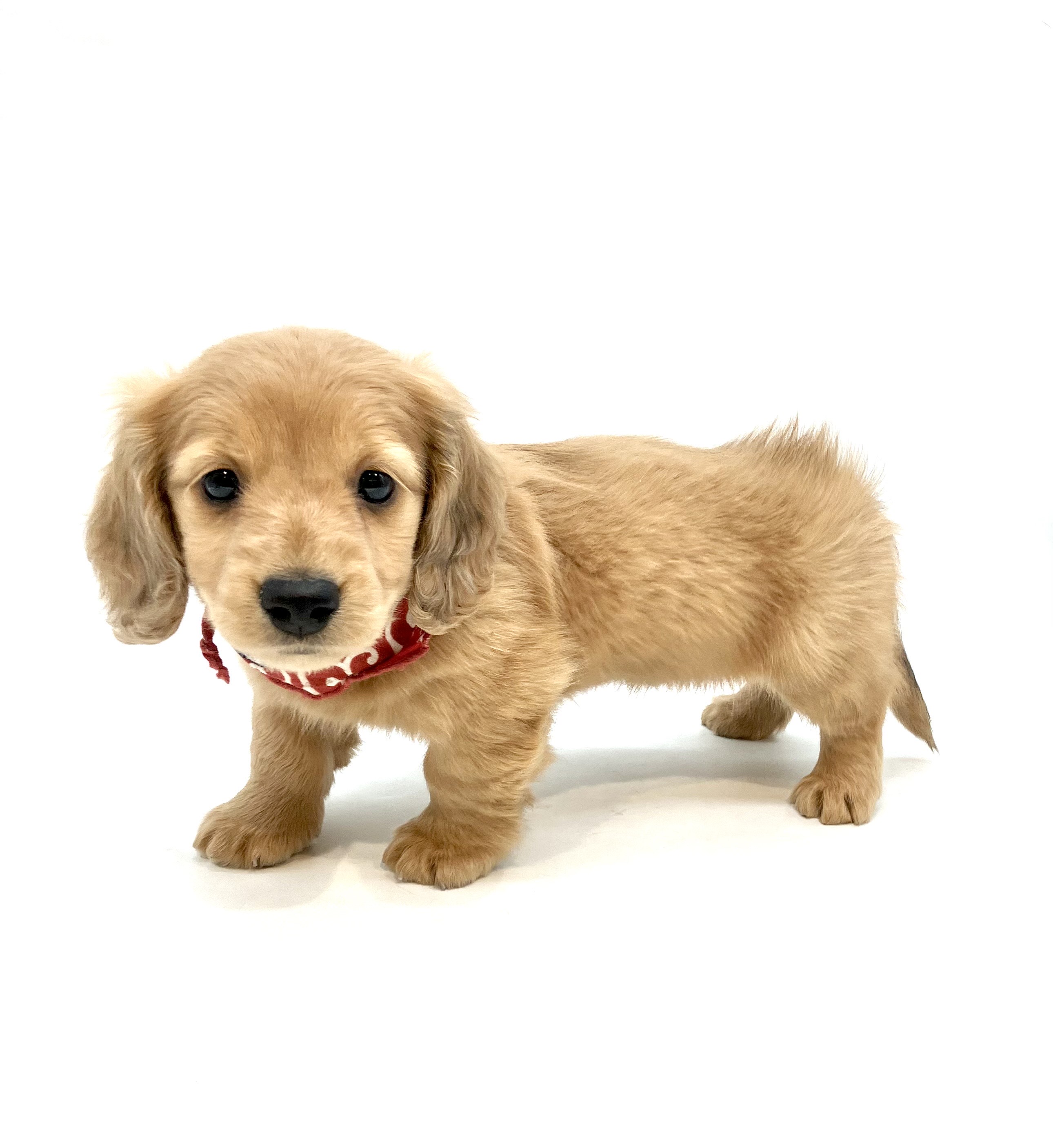 埼玉県のミニチュアダックスフンド(ロング) (ペッツワン行田店/2025年9月30日生まれ/男の子/レッド)の子犬の3枚目の画像