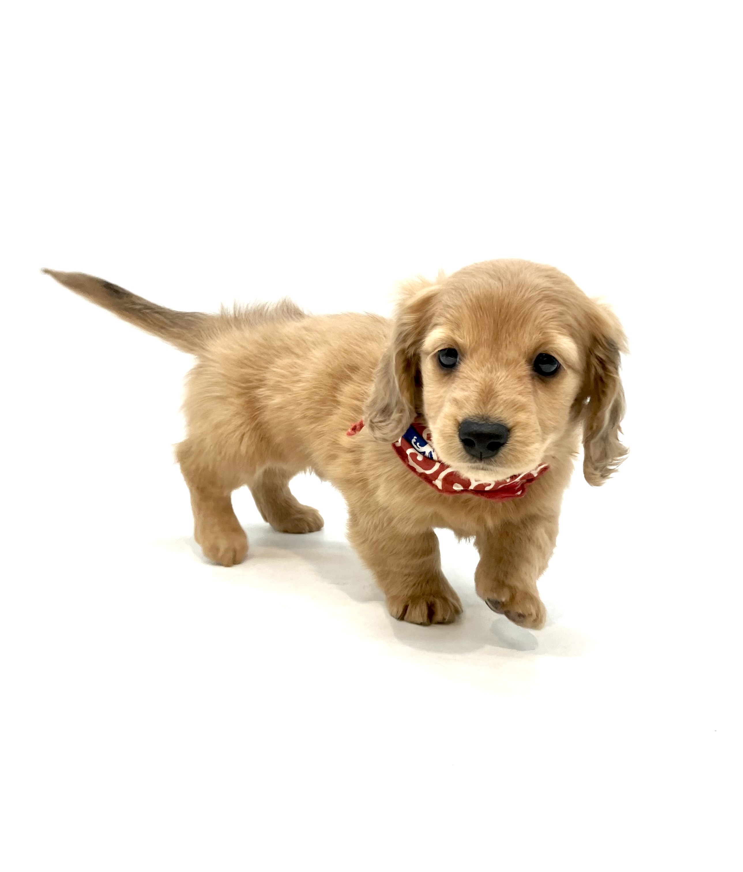 埼玉県のミニチュアダックスフンド(ロング) (ペッツワン行田店/2025年9月30日生まれ/男の子/レッド)の子犬の2枚目の画像