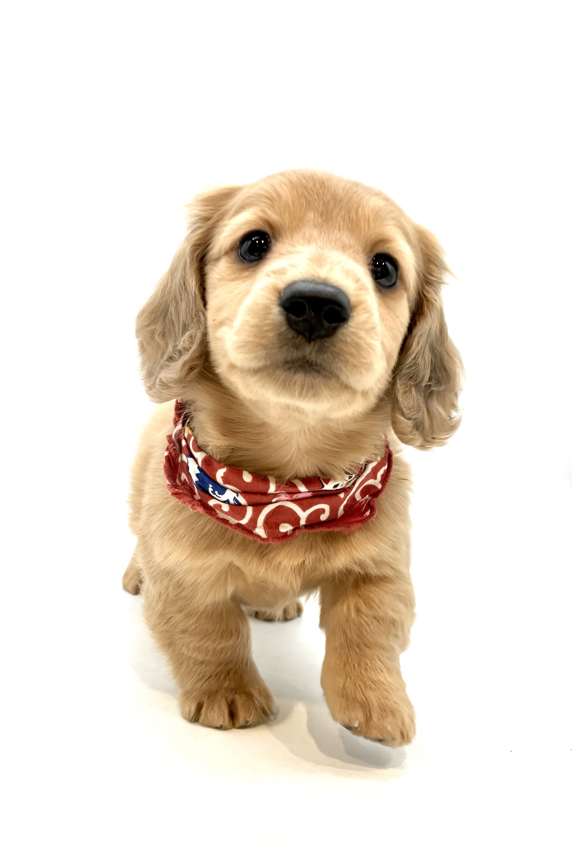 埼玉県のミニチュアダックスフンド(ロング) (ペッツワン行田店/2025年9月30日生まれ/男の子/レッド)の子犬の1枚目の画像