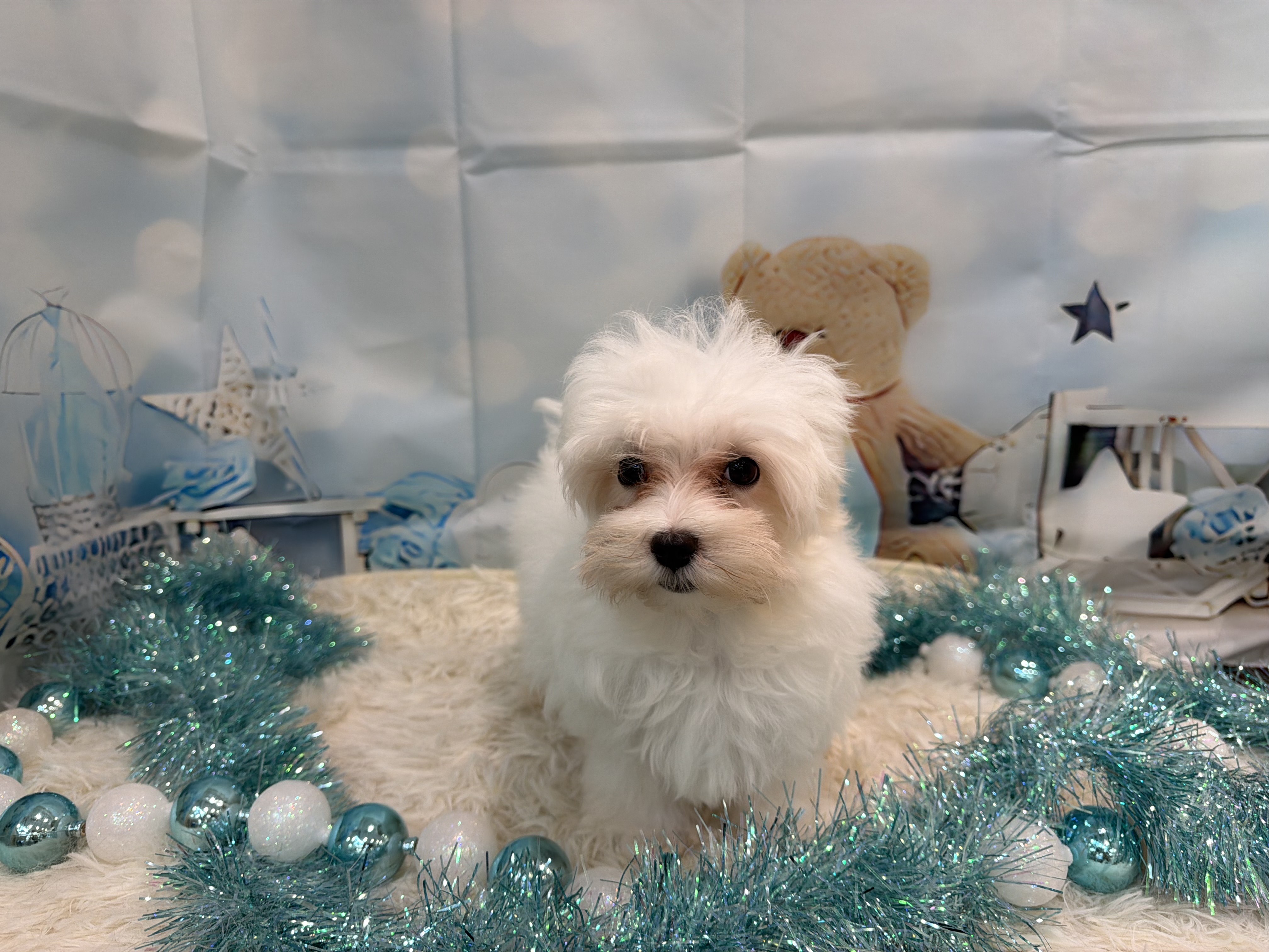 静岡県のマルチーズ (ペッツワン清水店/2025年8月12日生まれ/男の子/ホワイト)の子犬の1枚目の画像