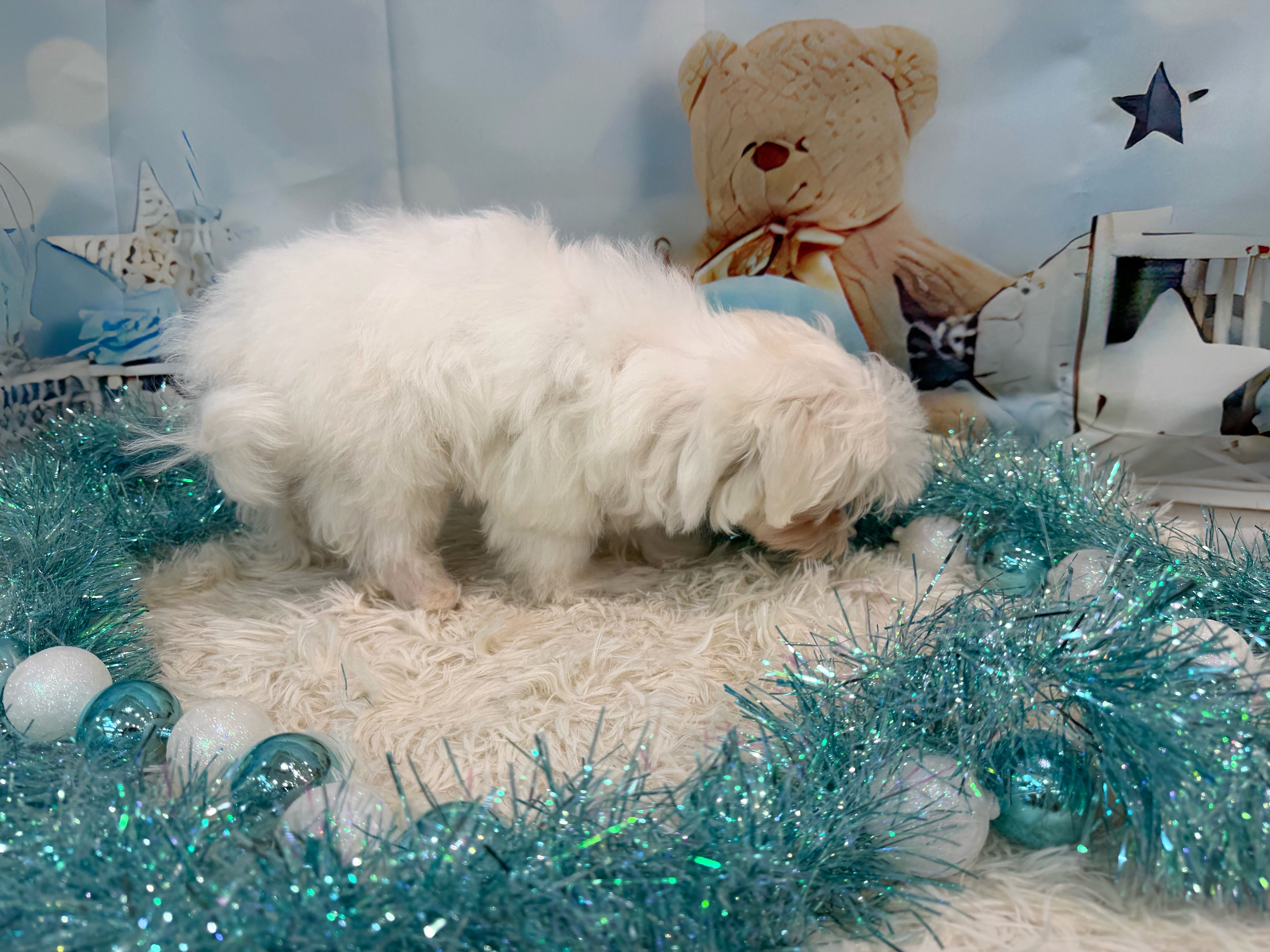 静岡県のマルチーズ (ペッツワン清水店/2025年8月12日生まれ/男の子/ホワイト)の子犬の2枚目の画像