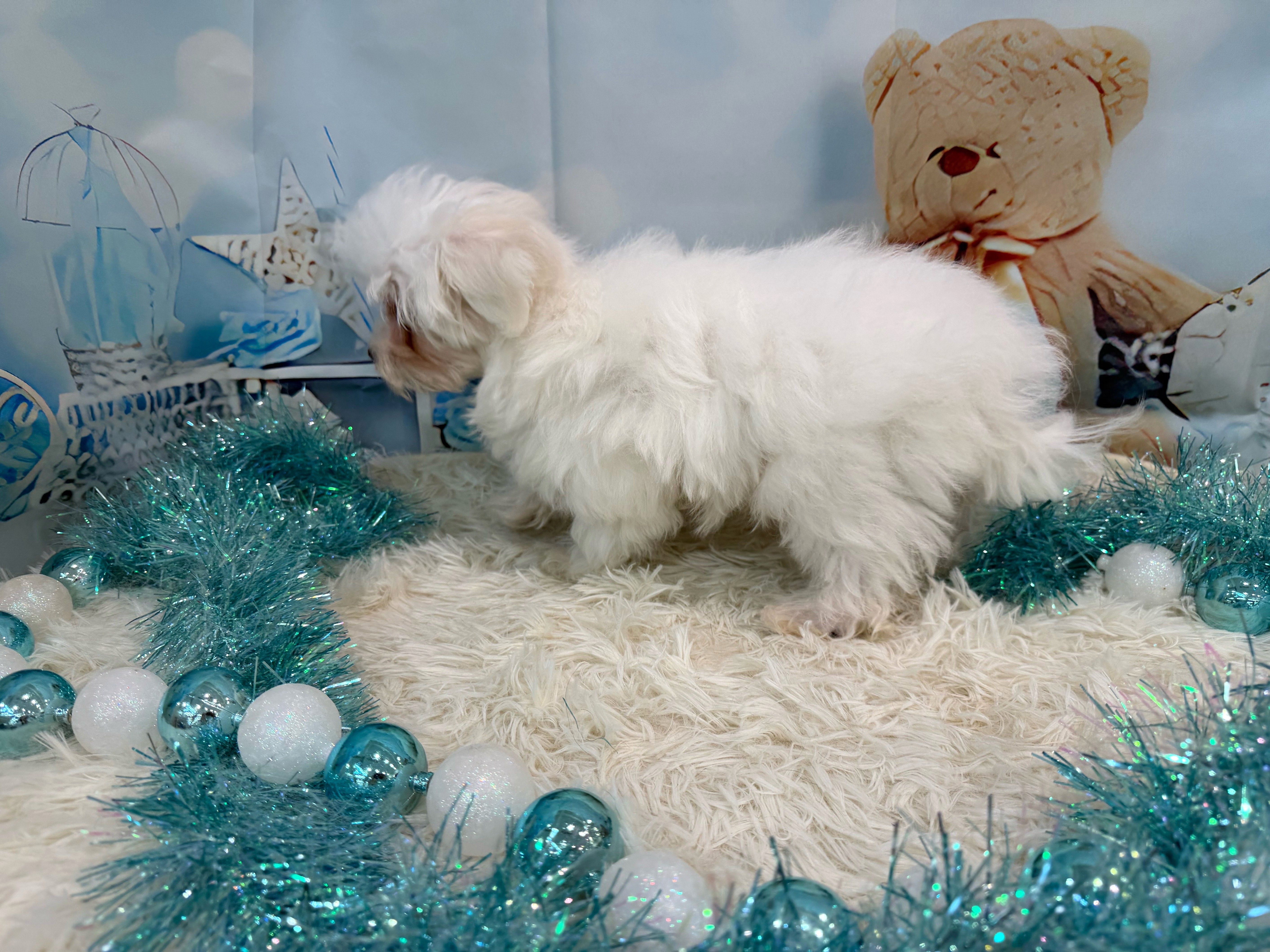 静岡県のマルチーズ (ペッツワン清水店/2025年8月12日生まれ/男の子/ホワイト)の子犬の3枚目の画像