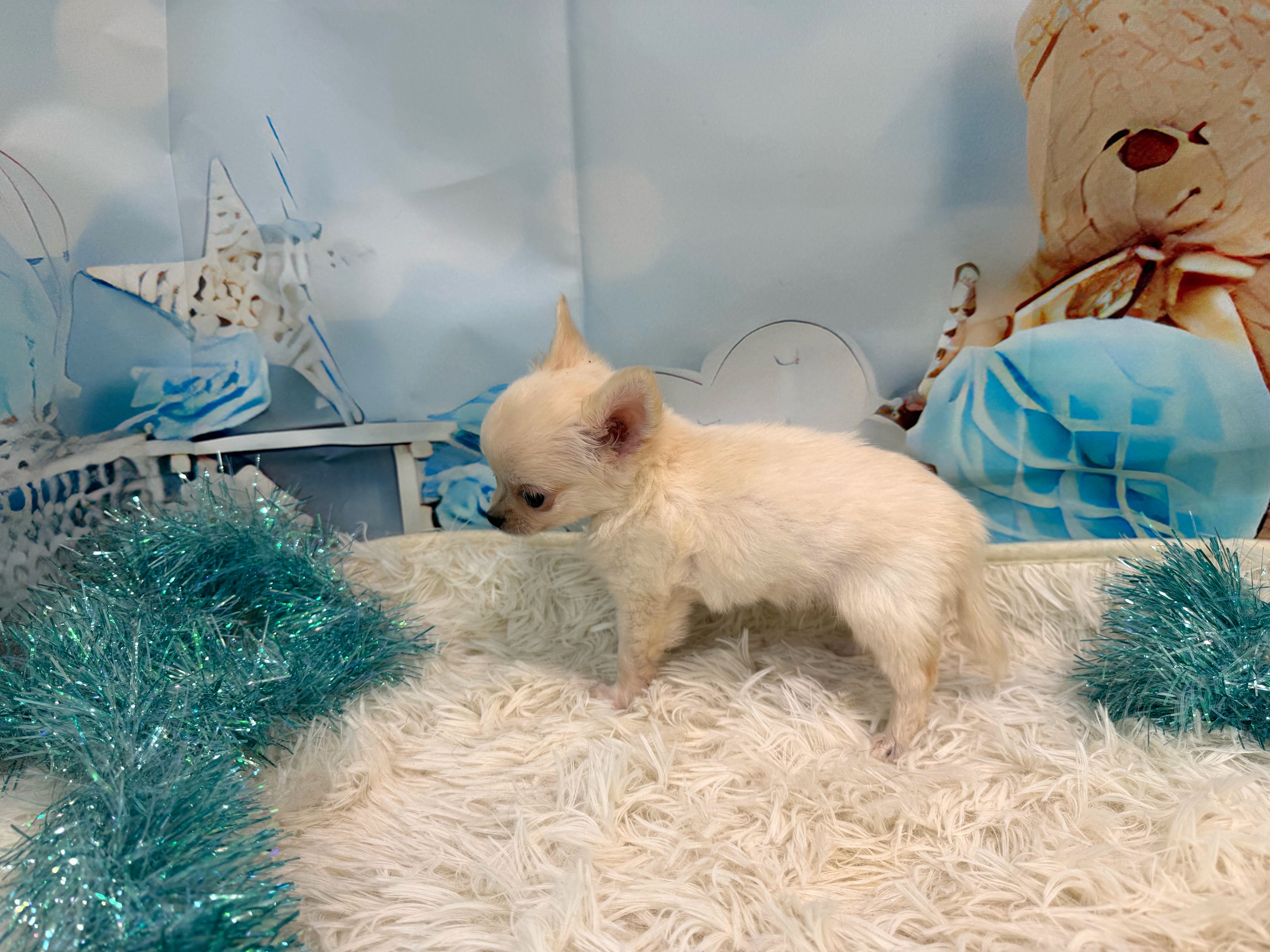 静岡県のチワワ(ロング) (ペッツワン清水店/2025年9月14日生まれ/男の子/クリーム)の子犬の3枚目の画像