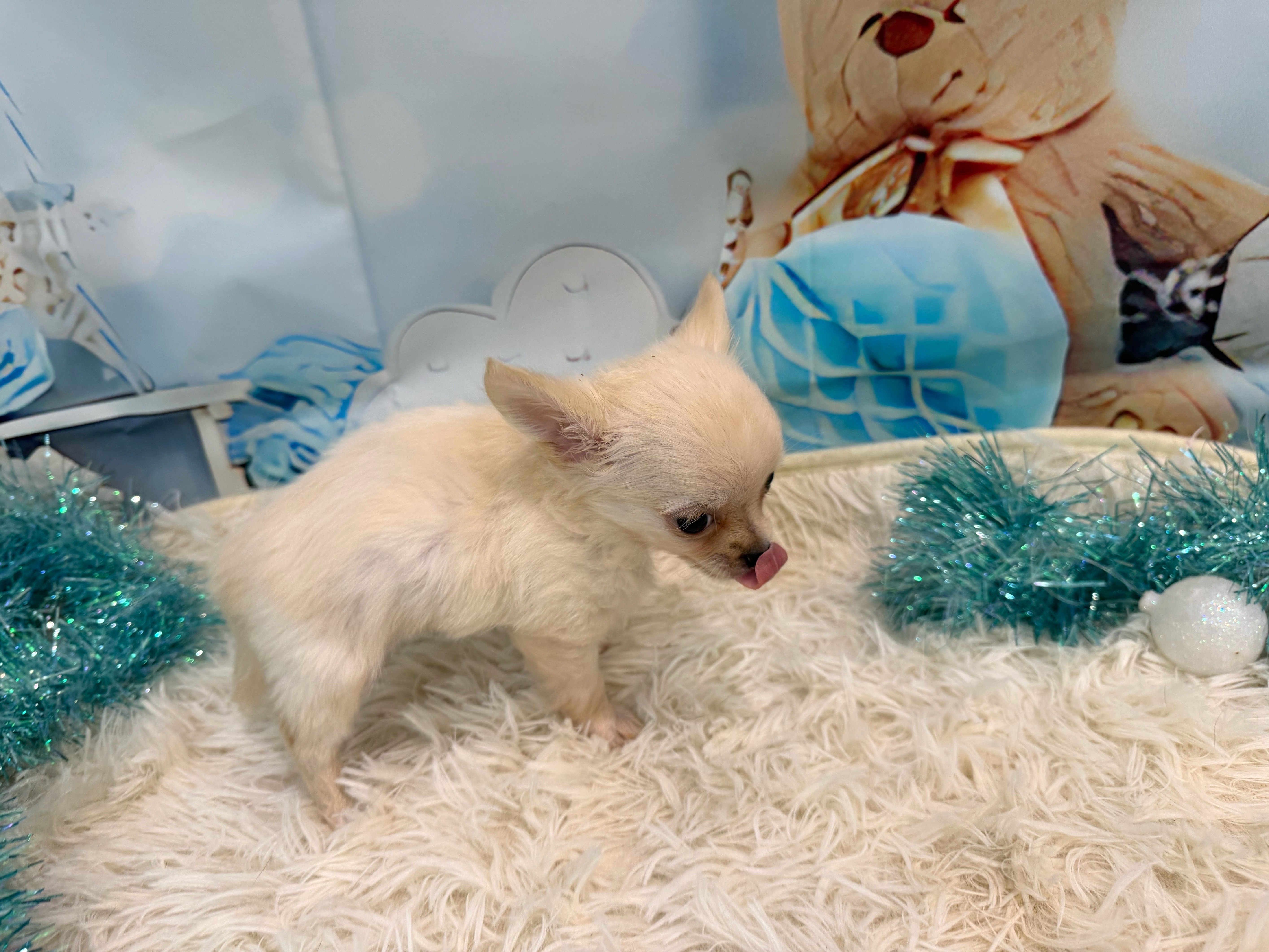 静岡県のチワワ(ロング) (ペッツワン清水店/2025年9月14日生まれ/男の子/クリーム)の子犬の2枚目の画像