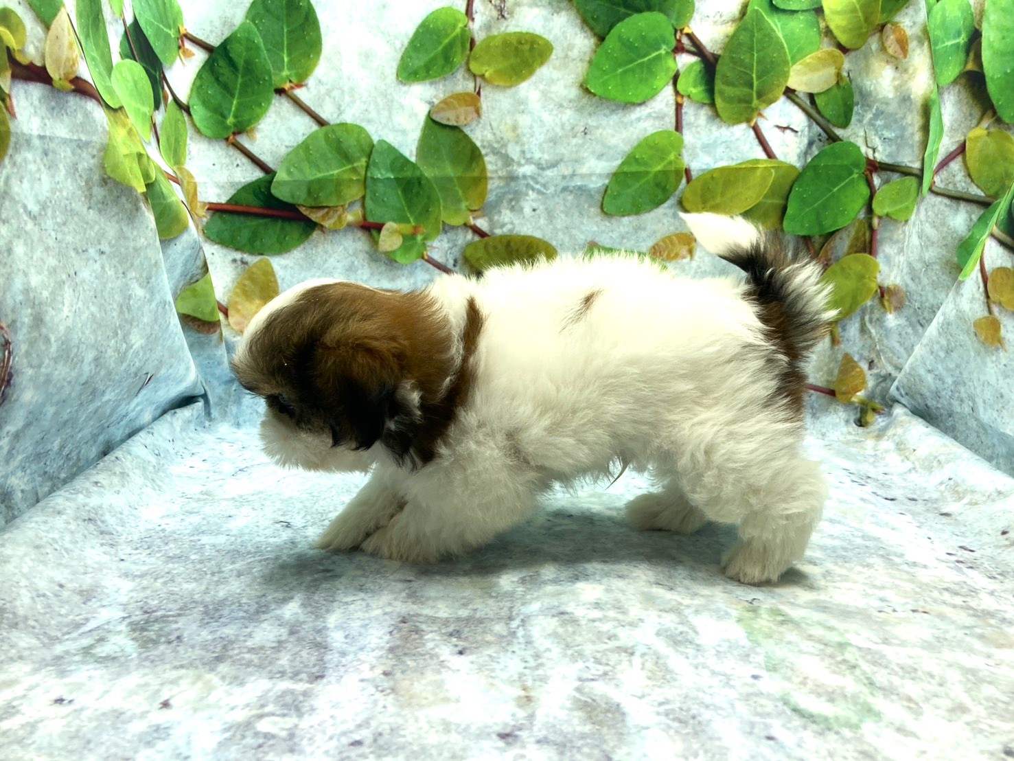 埼玉県のシーズー (ペッツワン北本店/2025年9月27日生まれ/男の子/ホワイトゴールド)の子犬の3枚目の画像