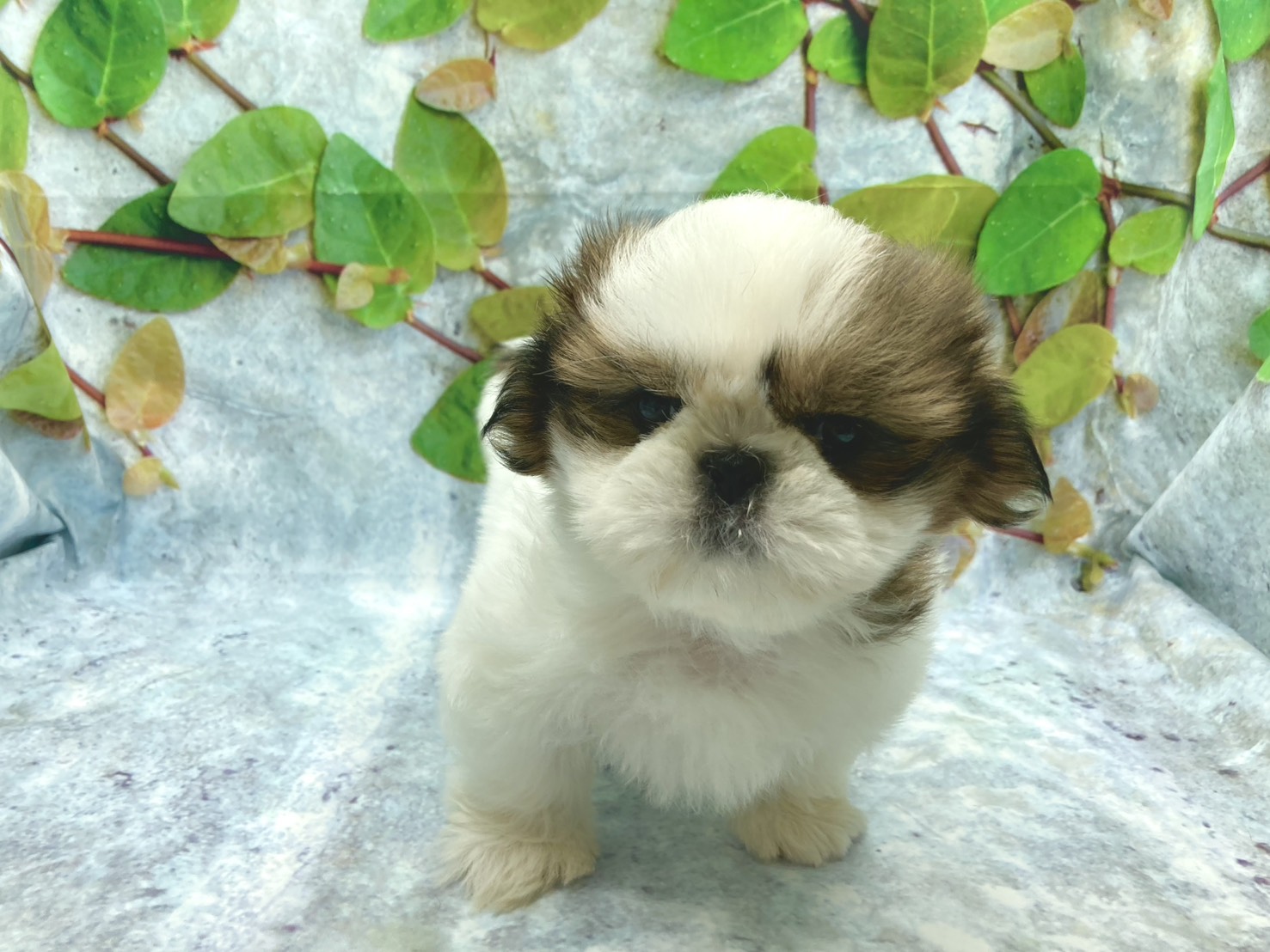 埼玉県のシーズー (ペッツワン北本店/2025年9月27日生まれ/男の子/ホワイトゴールド)の子犬の2枚目の画像