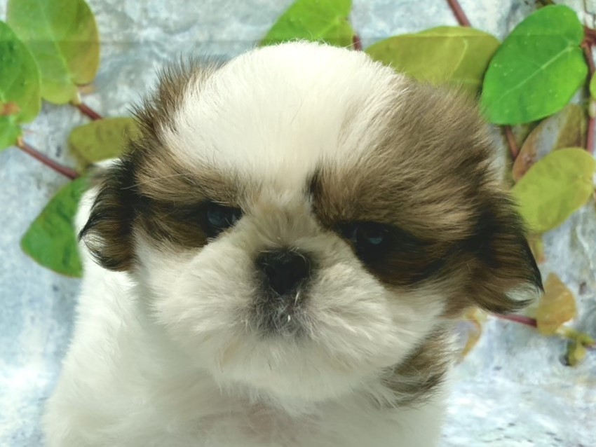 埼玉県のシーズー (ペッツワン北本店/2025年9月27日生まれ/男の子/ホワイトゴールド)の子犬