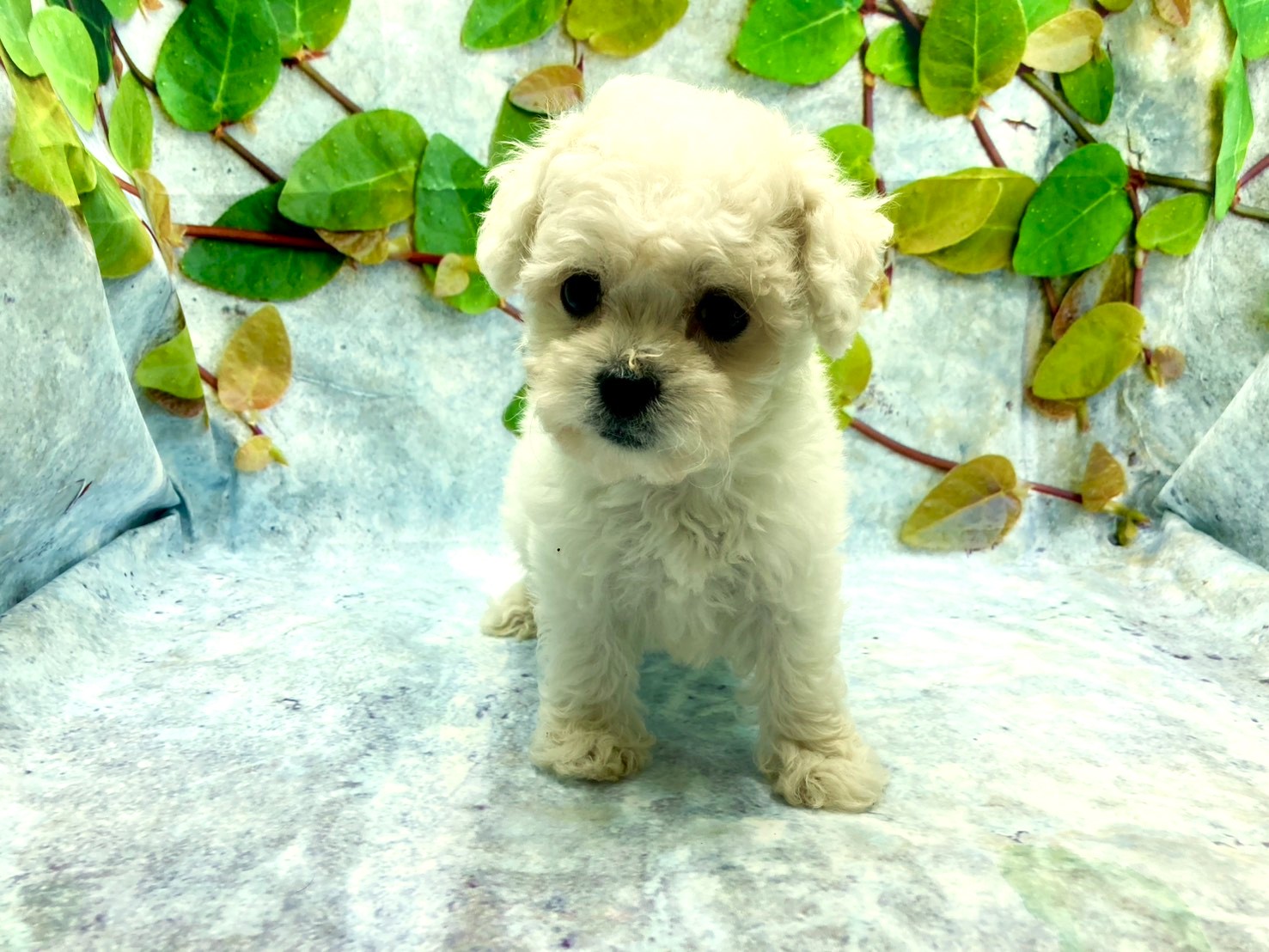 埼玉県のボロニーズ (ペッツワン北本店/2025年9月27日生まれ/女の子/ホワイト)の子犬の2枚目の画像