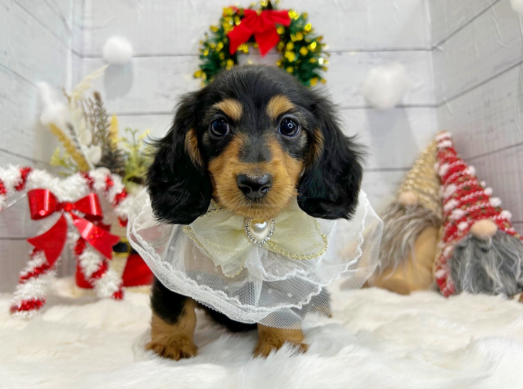 滋賀県のミニチュアダックスフンド(ロング) (ペッツワン堅田店/2025年9月24日生まれ/女の子/ブラックタン)の子犬の2枚目の画像