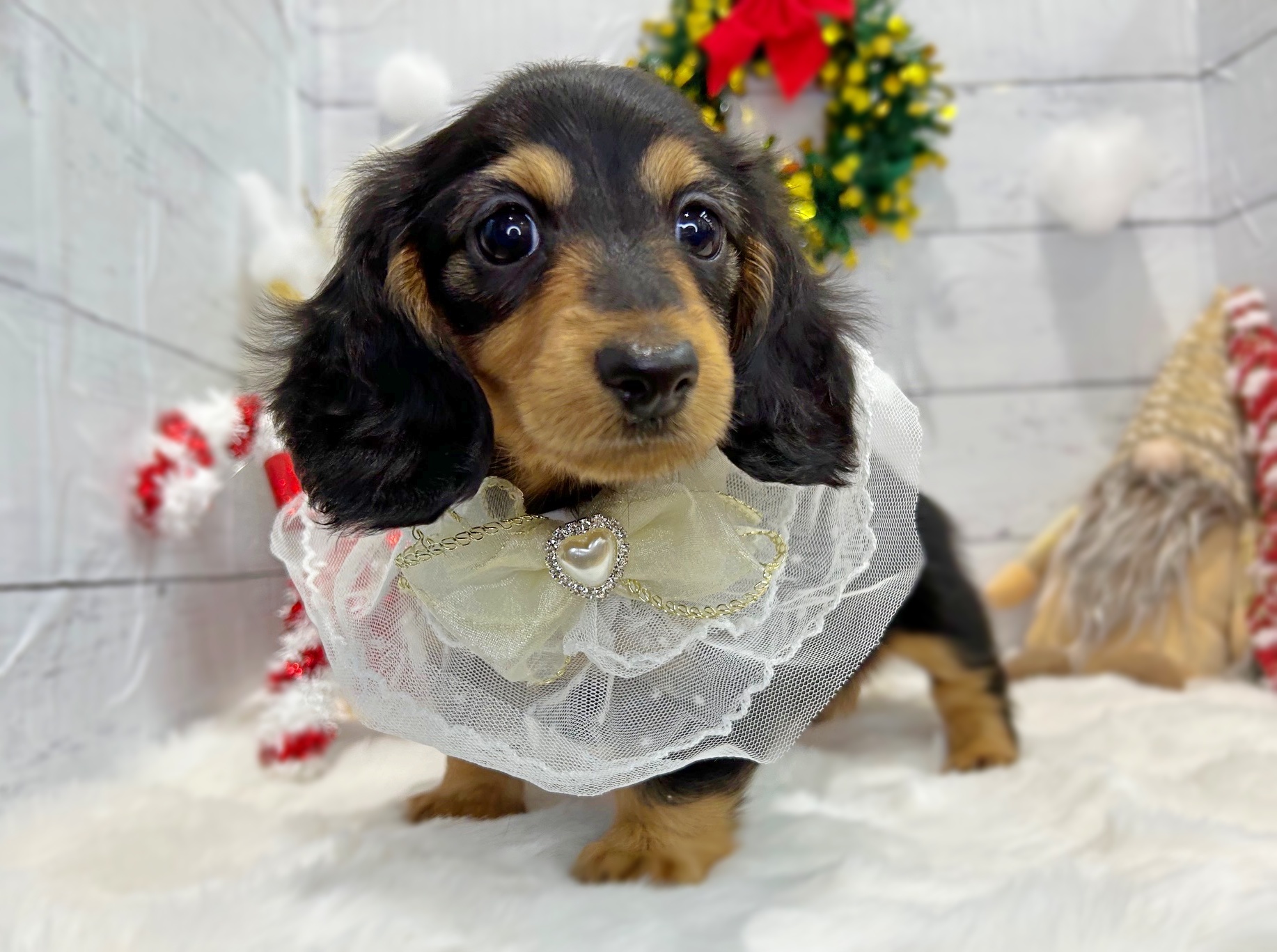 滋賀県のミニチュアダックスフンド(ロング) (ペッツワン堅田店/2025年9月24日生まれ/女の子/ブラックタン)の子犬の1枚目の画像