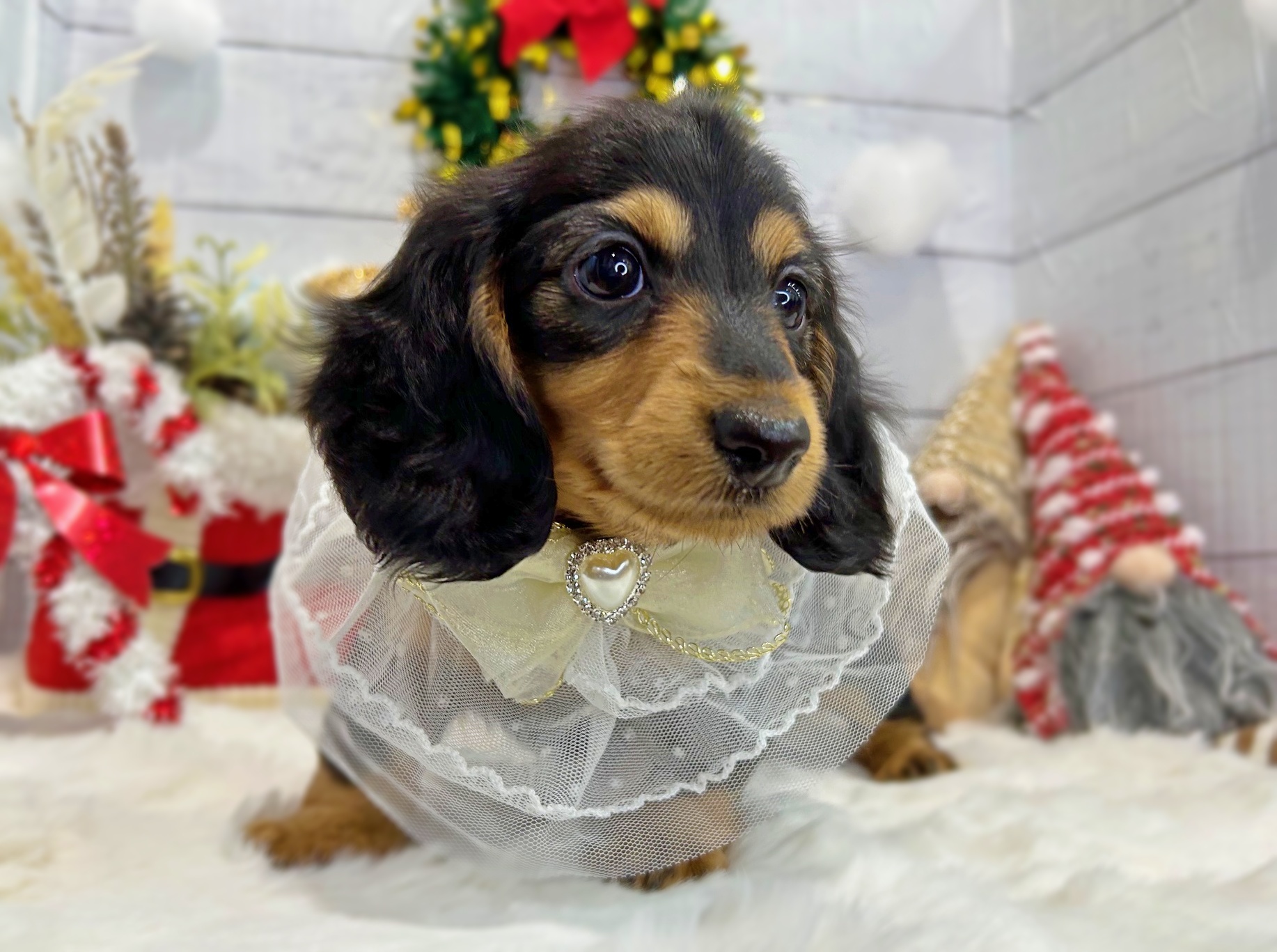 滋賀県のミニチュアダックスフンド(ロング) (ペッツワン堅田店/2025年9月24日生まれ/女の子/ブラックタン)の子犬の3枚目の画像