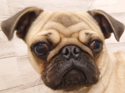 パグ - 大宮店 | ペッツワン