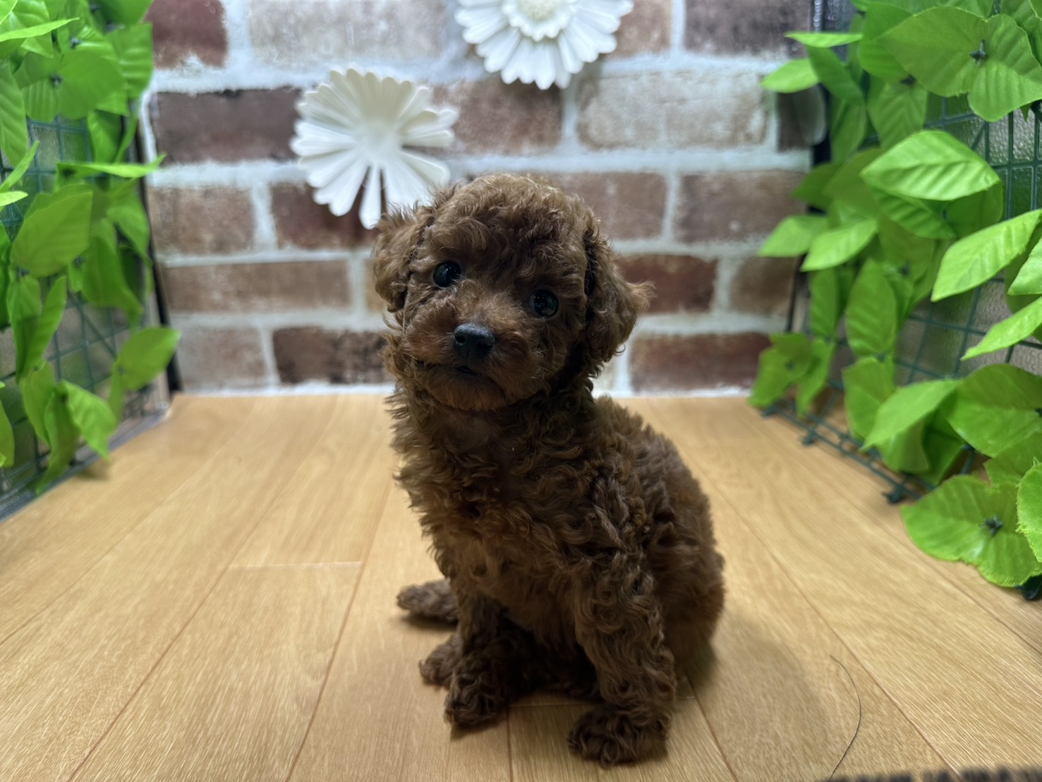 福島県のトイプードル(トイ) (ペッツワン白河モール店/2025年9月27日生まれ/男の子/レッド)の子犬の1枚目の画像