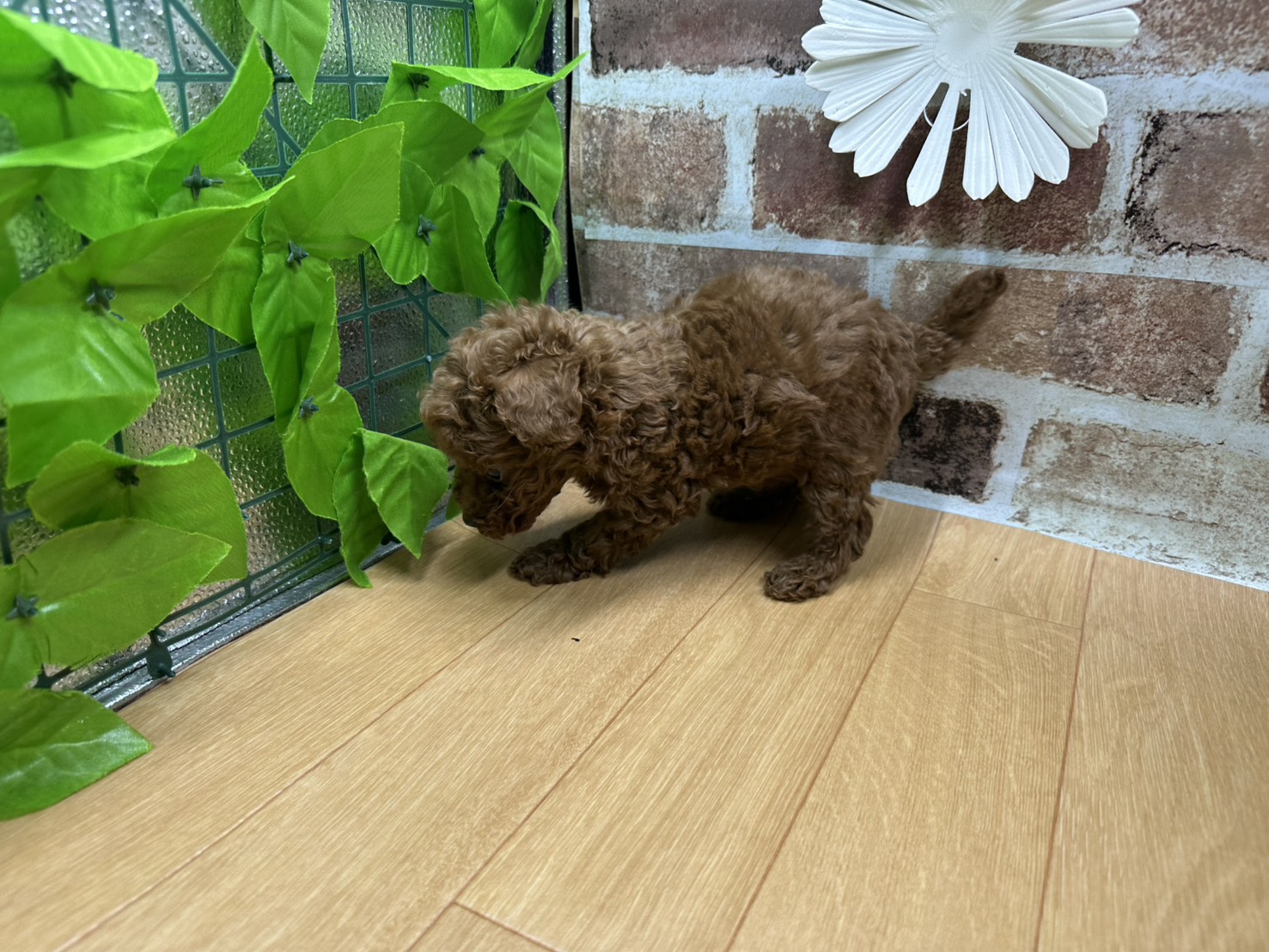 福島県のトイプードル(トイ) (ペッツワン白河モール店/2025年9月27日生まれ/男の子/レッド)の子犬の3枚目の画像