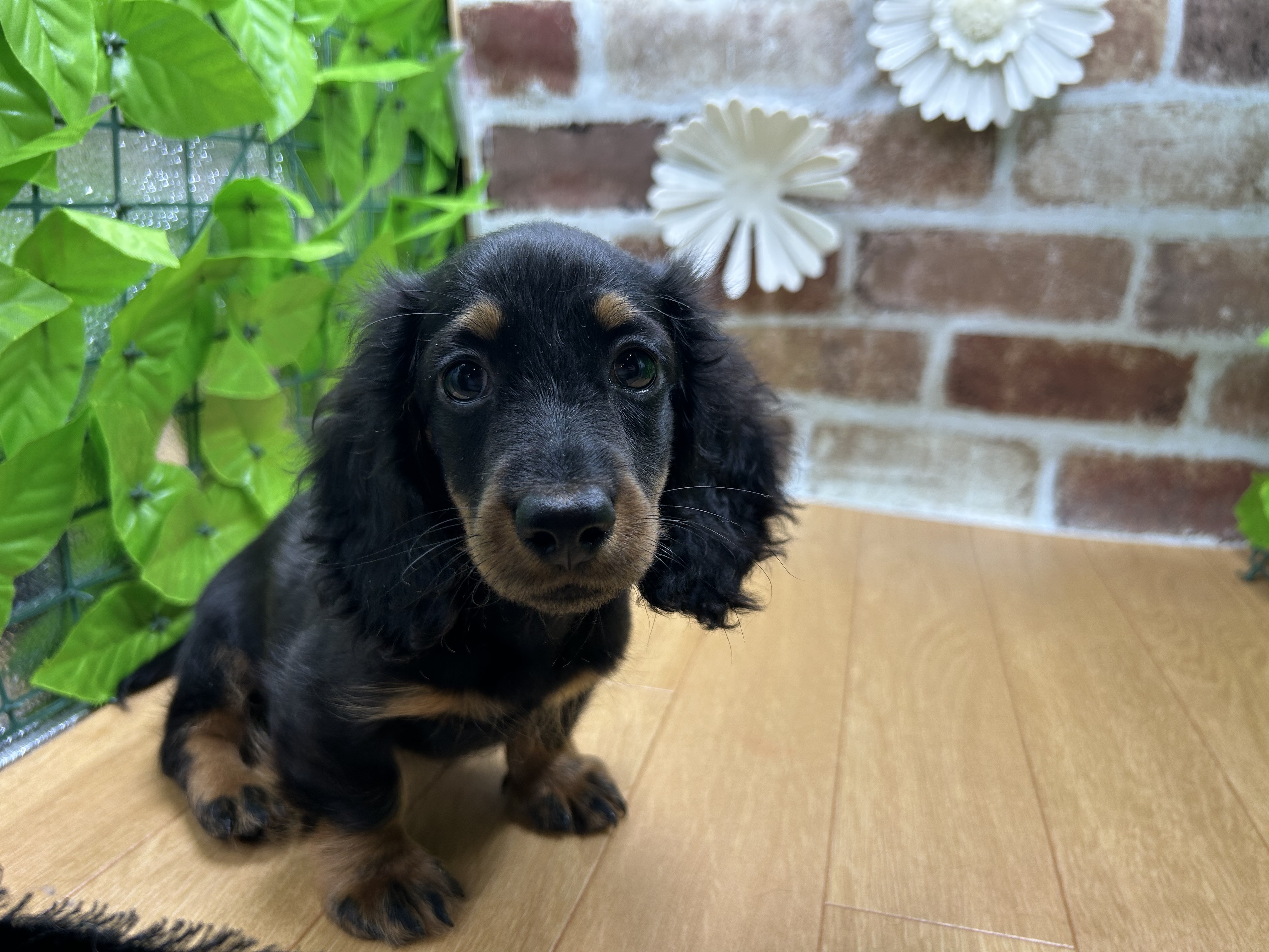 福島県のミニチュアダックスフンド(ロング) (ペッツワン白河モール店/2025年8月7日生まれ/男の子/ブラックタン)の子犬の1枚目の画像