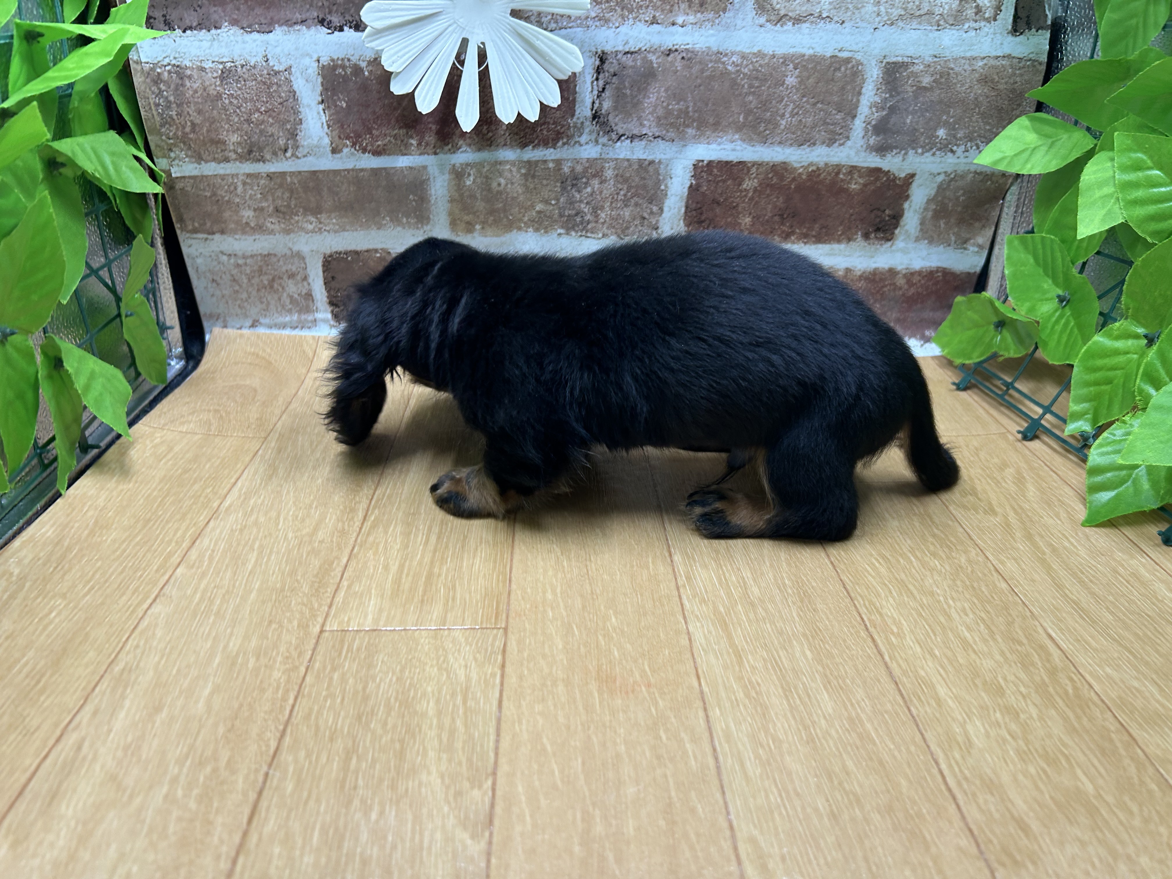 福島県のミニチュアダックスフンド(ロング) (ペッツワン白河モール店/2025年8月7日生まれ/男の子/ブラックタン)の子犬の3枚目の画像