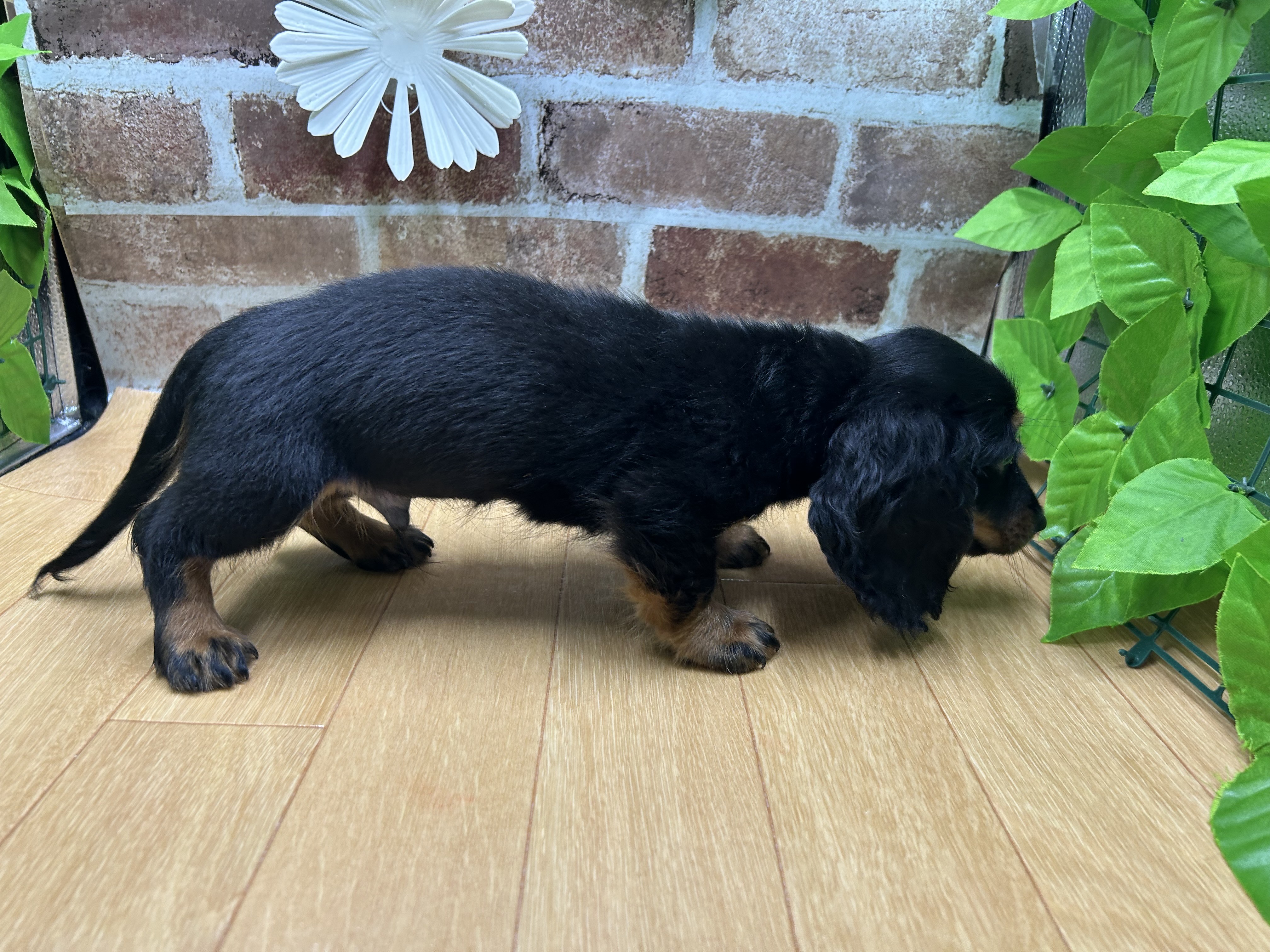 福島県のミニチュアダックスフンド(ロング) (ペッツワン白河モール店/2025年8月7日生まれ/男の子/ブラックタン)の子犬の2枚目の画像