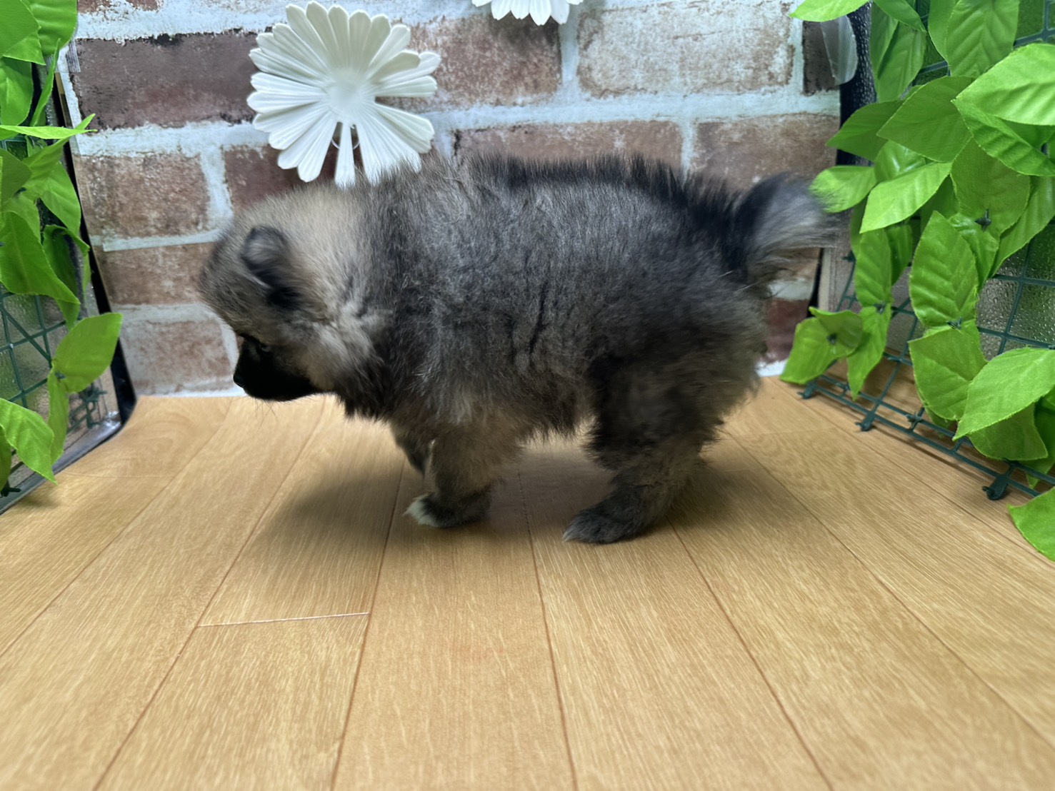 福島県のポメラニアン (ペッツワン白河モール店/2025年9月27日生まれ/女の子/ウルフセーブル)の子犬の3枚目の画像