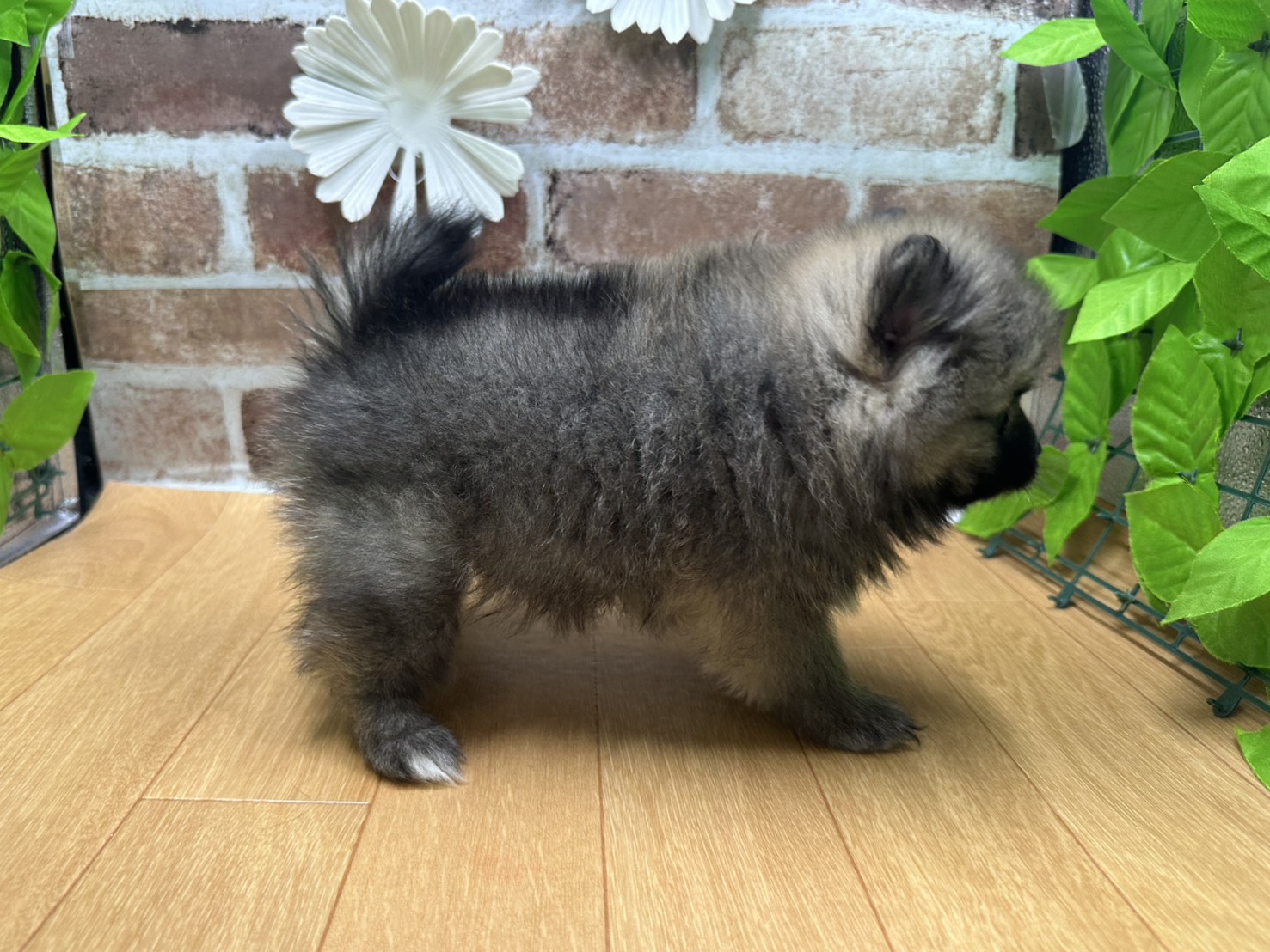 福島県のポメラニアン (ペッツワン白河モール店/2025年9月27日生まれ/女の子/ウルフセーブル)の子犬の2枚目の画像