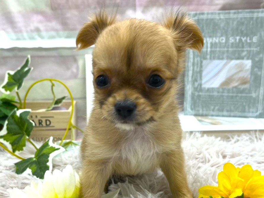 静岡県のチワワ(ロング) (ペッツワン掛川店/2025年9月27日生まれ/女の子/フォーン)の子犬の1枚目の画像