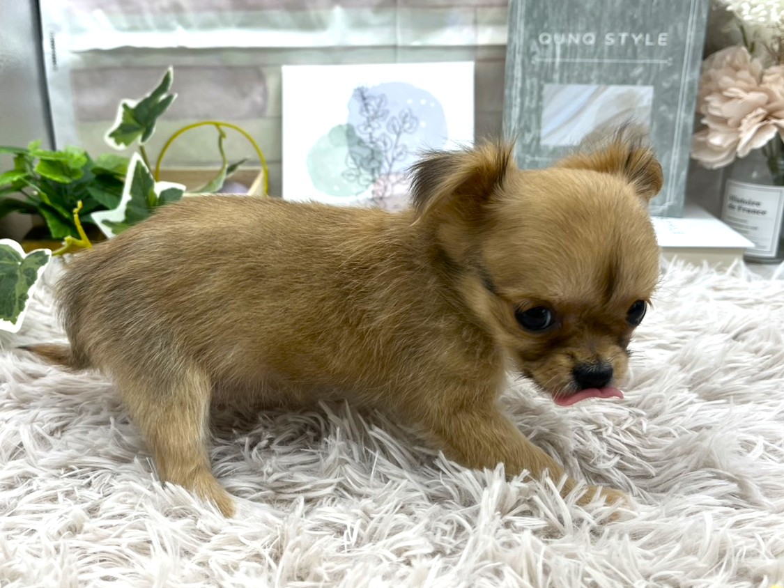 静岡県のチワワ(ロング) (ペッツワン掛川店/2025年9月27日生まれ/女の子/フォーン)の子犬の2枚目の画像