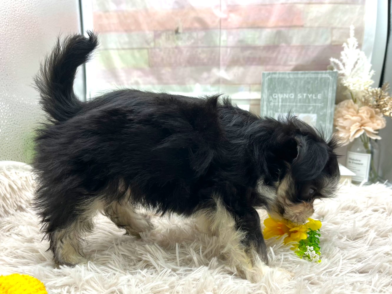 静岡県のハーフ犬・ミックス犬 (ペッツワン掛川店/2025年9月27日生まれ/男の子/その他色)の子犬の2枚目の画像