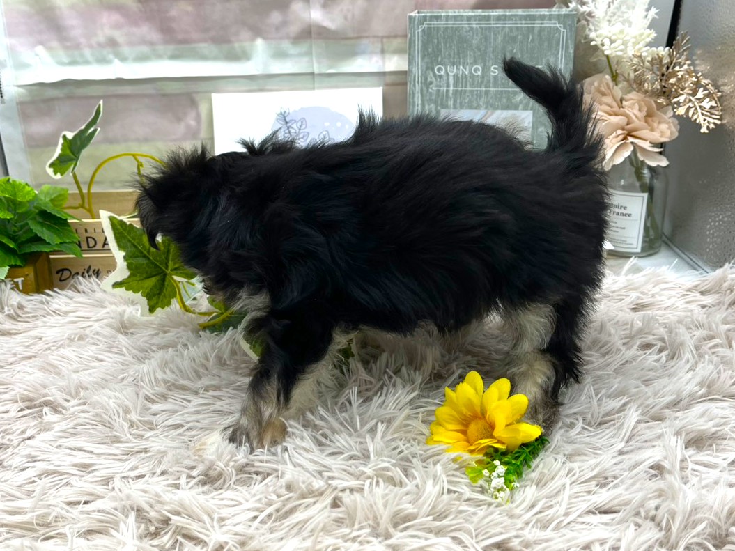 静岡県のハーフ犬・ミックス犬 (ペッツワン掛川店/2025年9月27日生まれ/男の子/その他色)の子犬の3枚目の画像