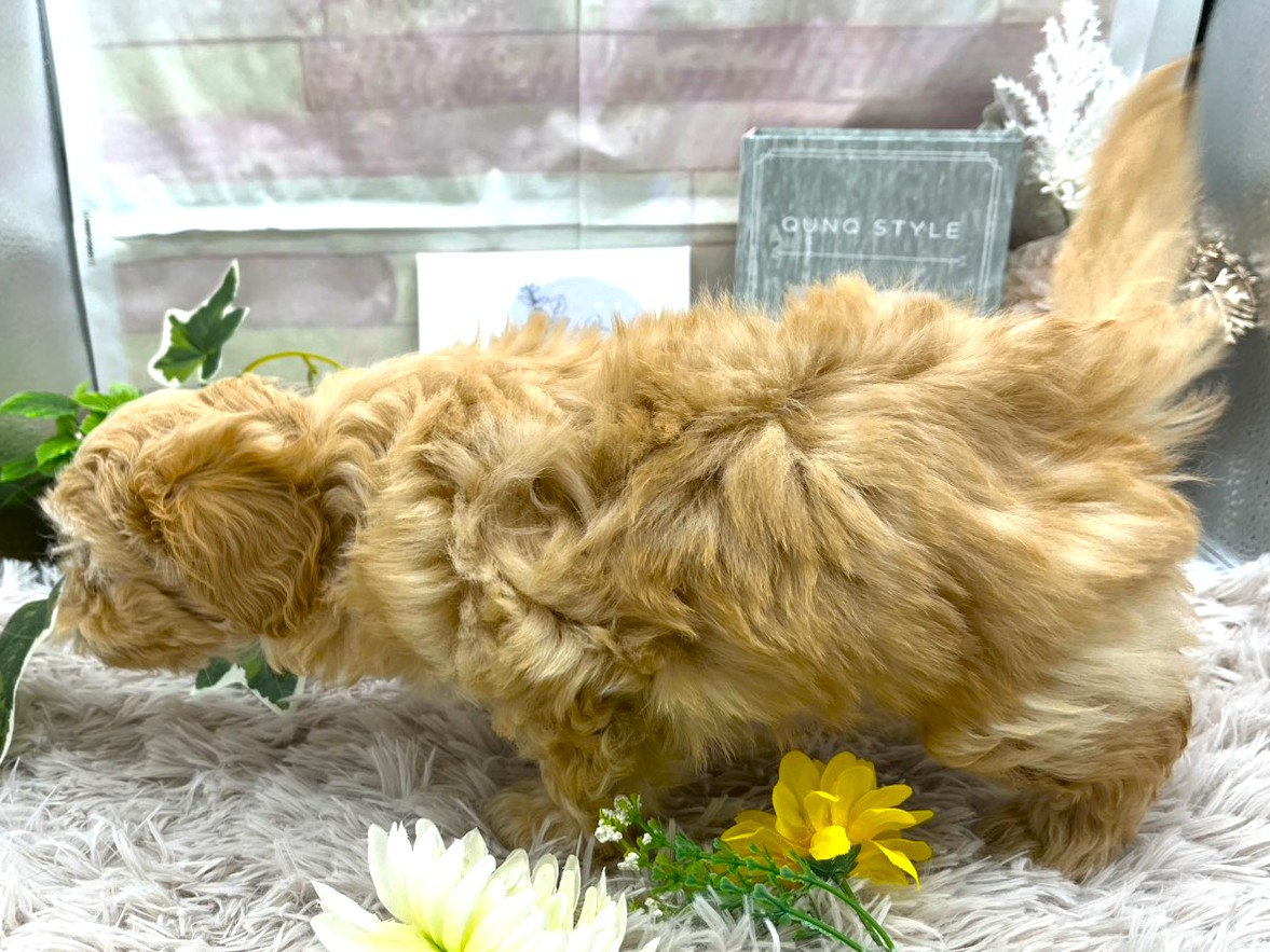 静岡県のハーフ犬・ミックス犬 (ペッツワン掛川店/2025年9月27日生まれ/男の子/フォーン)の子犬の3枚目の画像