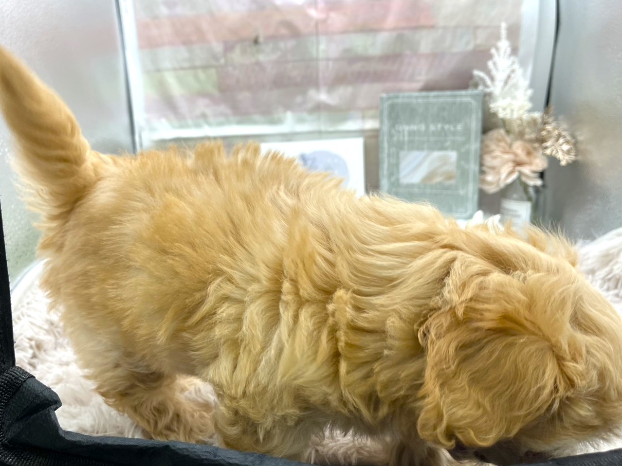 静岡県のハーフ犬・ミックス犬 (ペッツワン掛川店/2025年9月27日生まれ/男の子/フォーン)の子犬の2枚目の画像