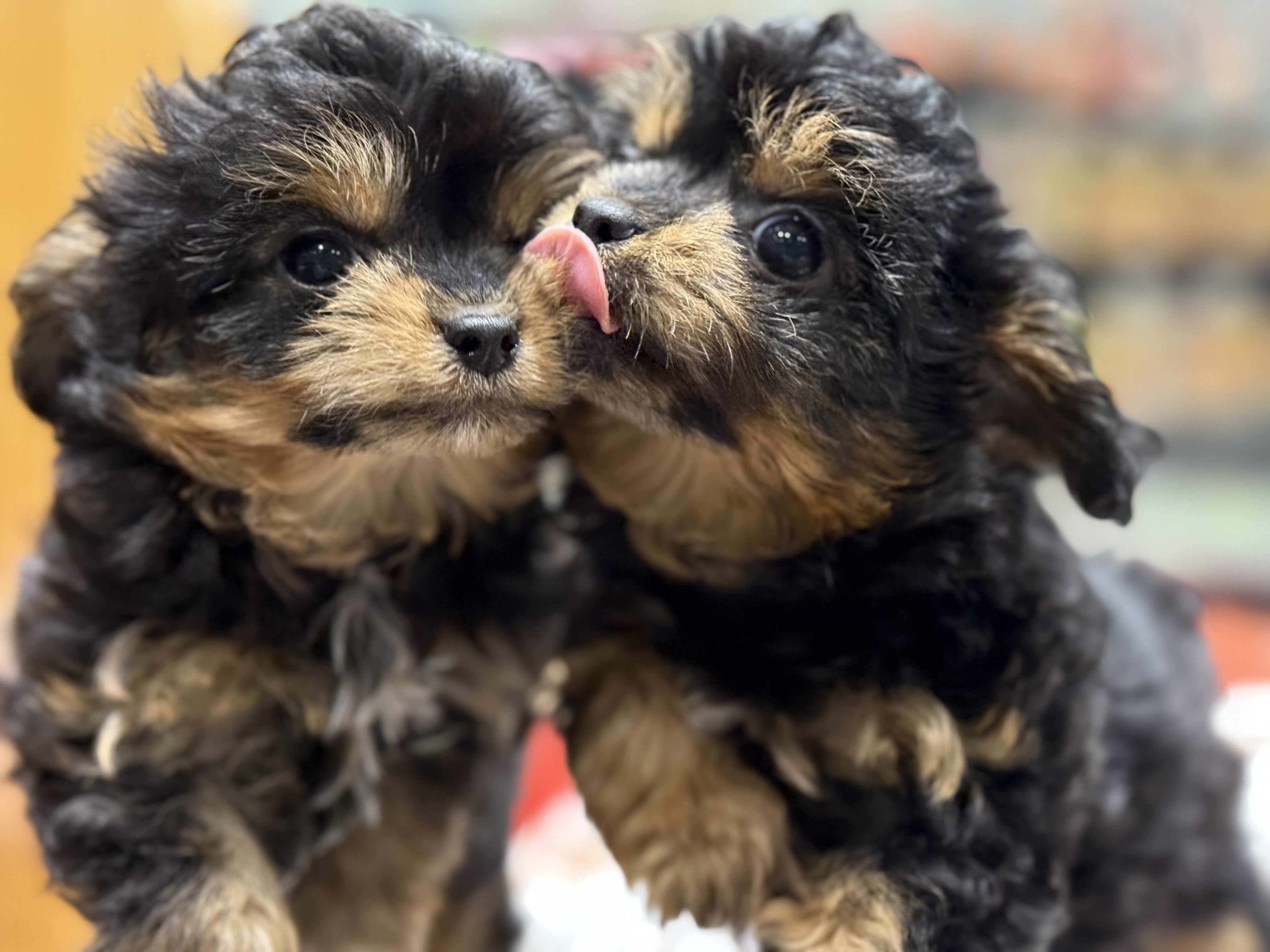 愛知県のハーフ犬・ミックス犬 (ペッツワン名古屋堀田店/2025年9月18日生まれ/女の子/ブラック)の子犬の3枚目の画像