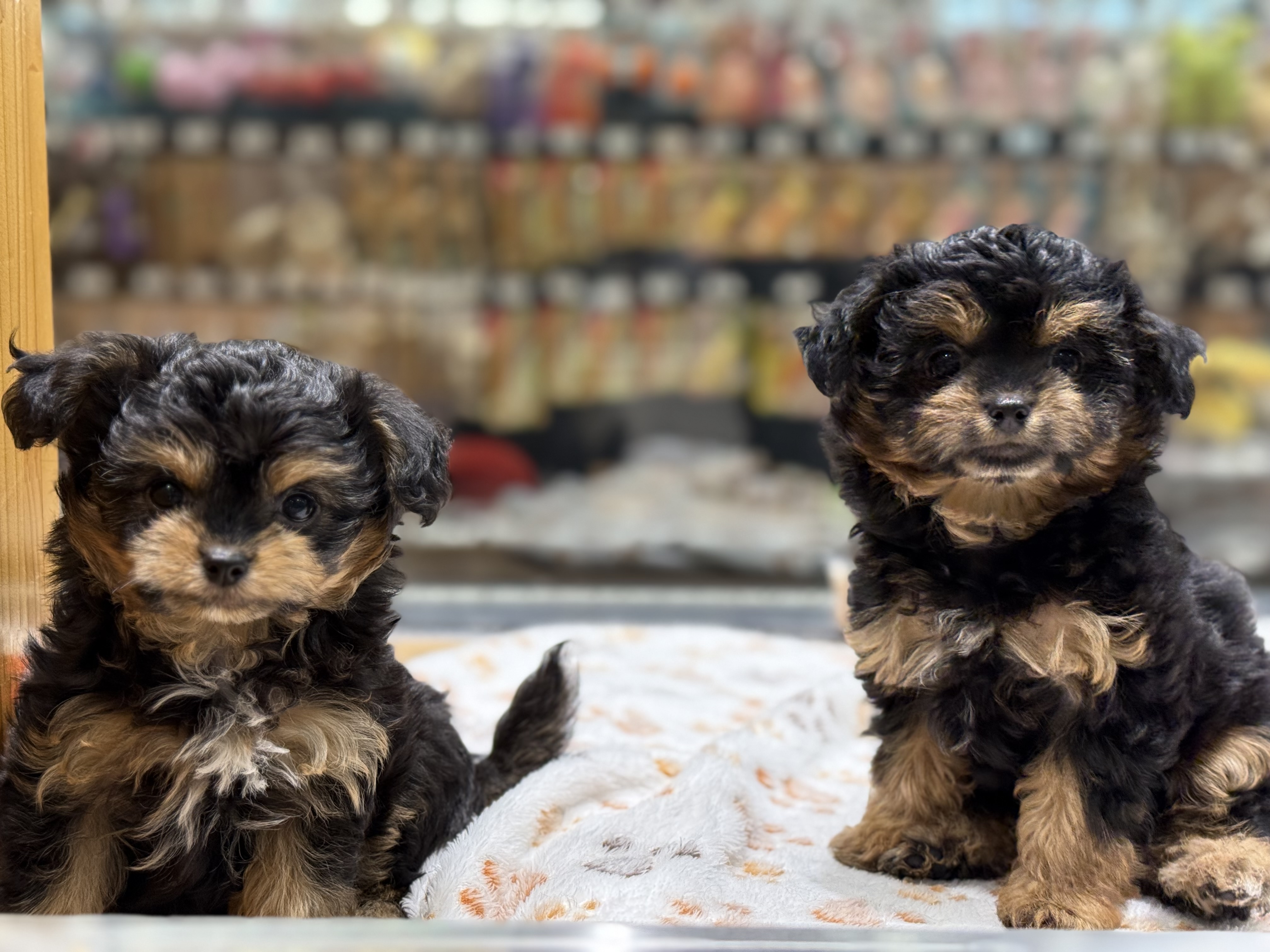 愛知県のハーフ犬・ミックス犬 (ペッツワン名古屋堀田店/2025年9月18日生まれ/女の子/ブラック)の子犬の2枚目の画像