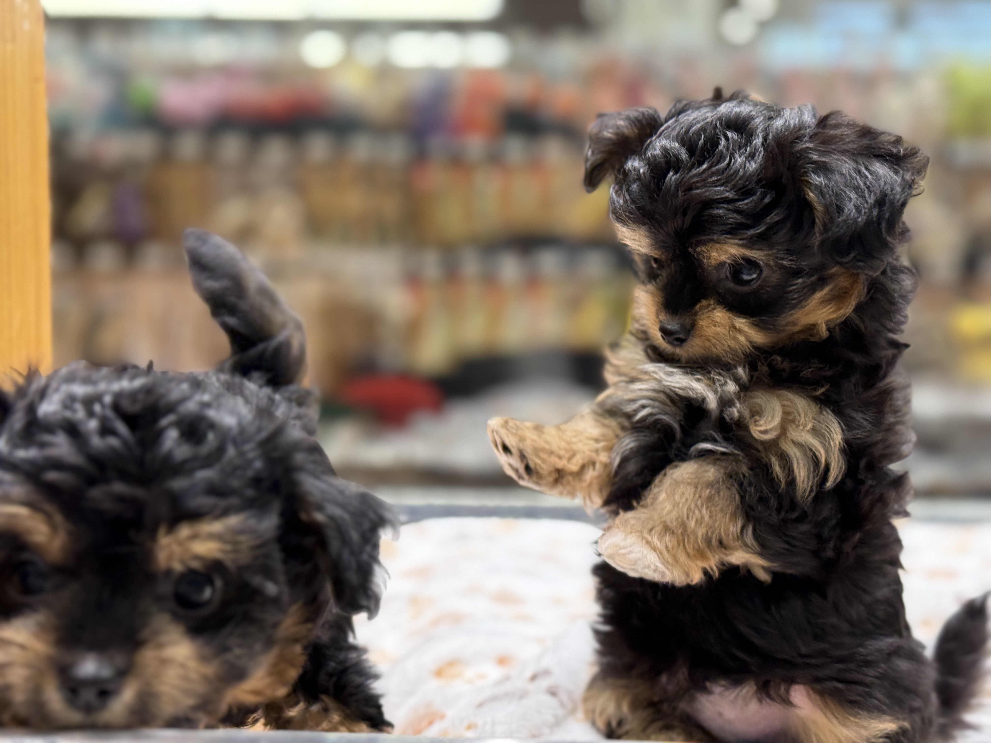 愛知県のハーフ犬・ミックス犬 (ペッツワン名古屋堀田店/2025年9月18日生まれ/男の子/ブラック)の子犬の2枚目の画像