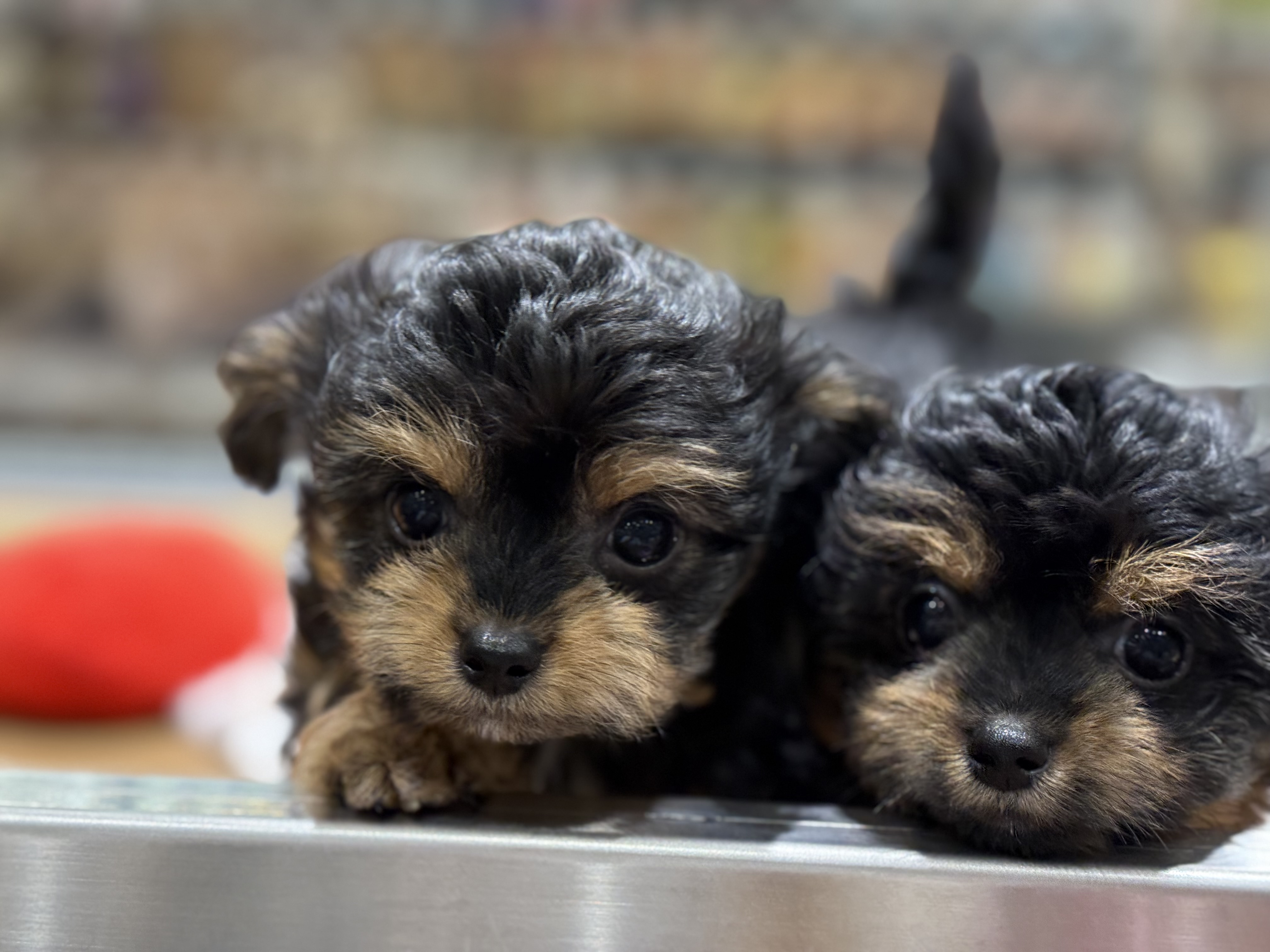 愛知県のハーフ犬・ミックス犬 (ペッツワン名古屋堀田店/2025年9月18日生まれ/男の子/ブラック)の子犬の3枚目の画像