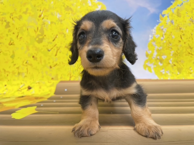 千葉県のミニチュアダックスフンド(ロング) (ペッツワン木更津金田店/2025年9月26日生まれ/男の子/ブラックイエロー)の子犬の2枚目の画像