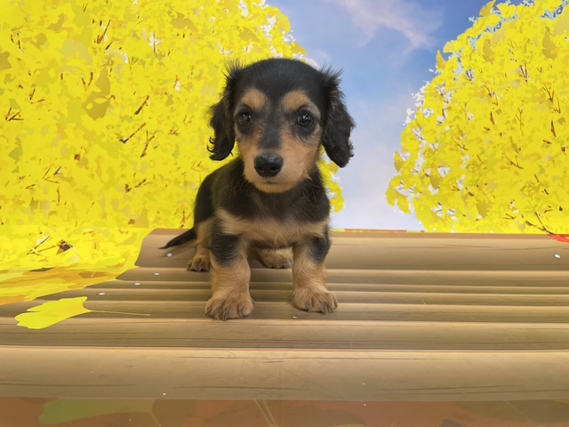 千葉県のミニチュアダックスフンド(ロング) (ペッツワン木更津金田店/2025年9月26日生まれ/男の子/ブラックイエロー)の子犬の1枚目の画像