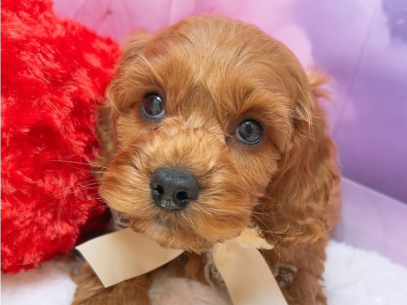 沖縄県のハーフ犬・ミックス犬 (ペッツワンFCサンプラザ糸満店/2025年8月23日生まれ/男の子/ルビー)の子犬