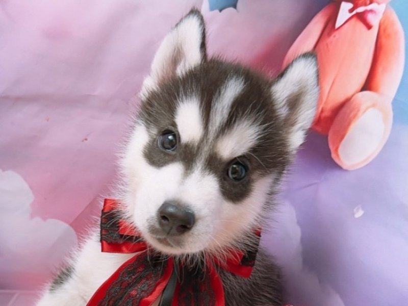 沖縄県のシベリアンハスキー (ペッツワンFCサンプラザ糸満店/2025年8月23日生まれ/男の子/ブラックホワイト)の子犬