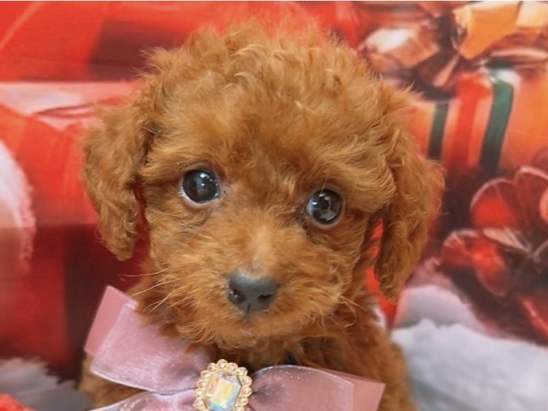 沖縄県のトイプードル(トイ) (ペッツワンFCサンプラザ糸満店/2025年9月26日生まれ/女の子/レッド)の子犬