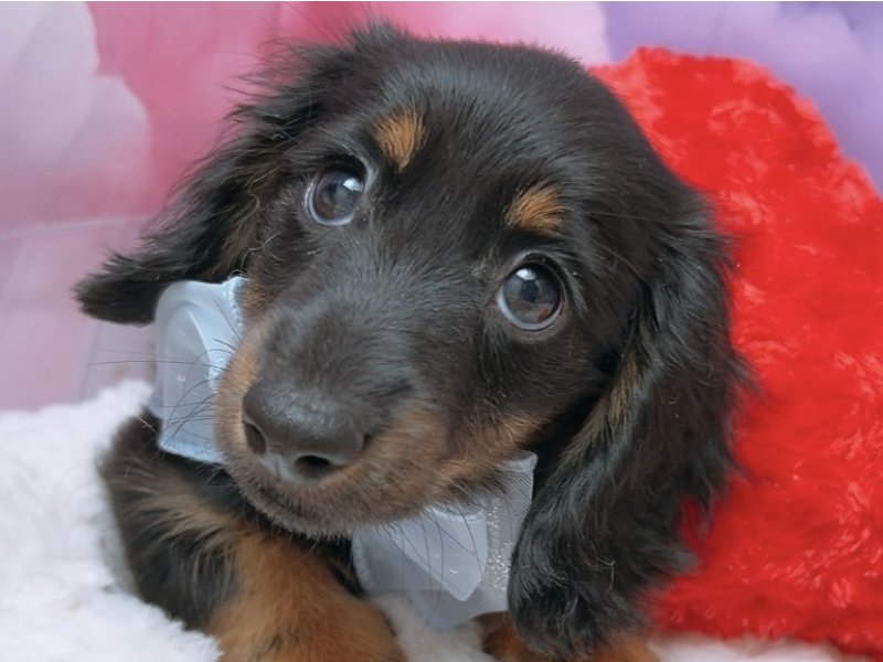 沖縄県のミニチュアダックスフンド(ロング) (ペッツワンFCサンプラザ糸満店/2025年8月5日生まれ/女の子/ブラックタン)の子犬