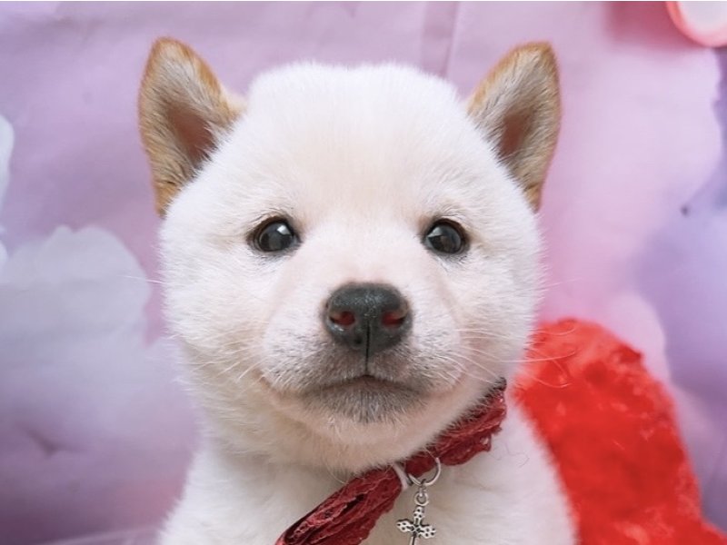 沖縄県の柴犬(標準サイズ) (ペッツワンFCサンプラザ糸満店/2025年9月6日生まれ/男の子/白)の子犬