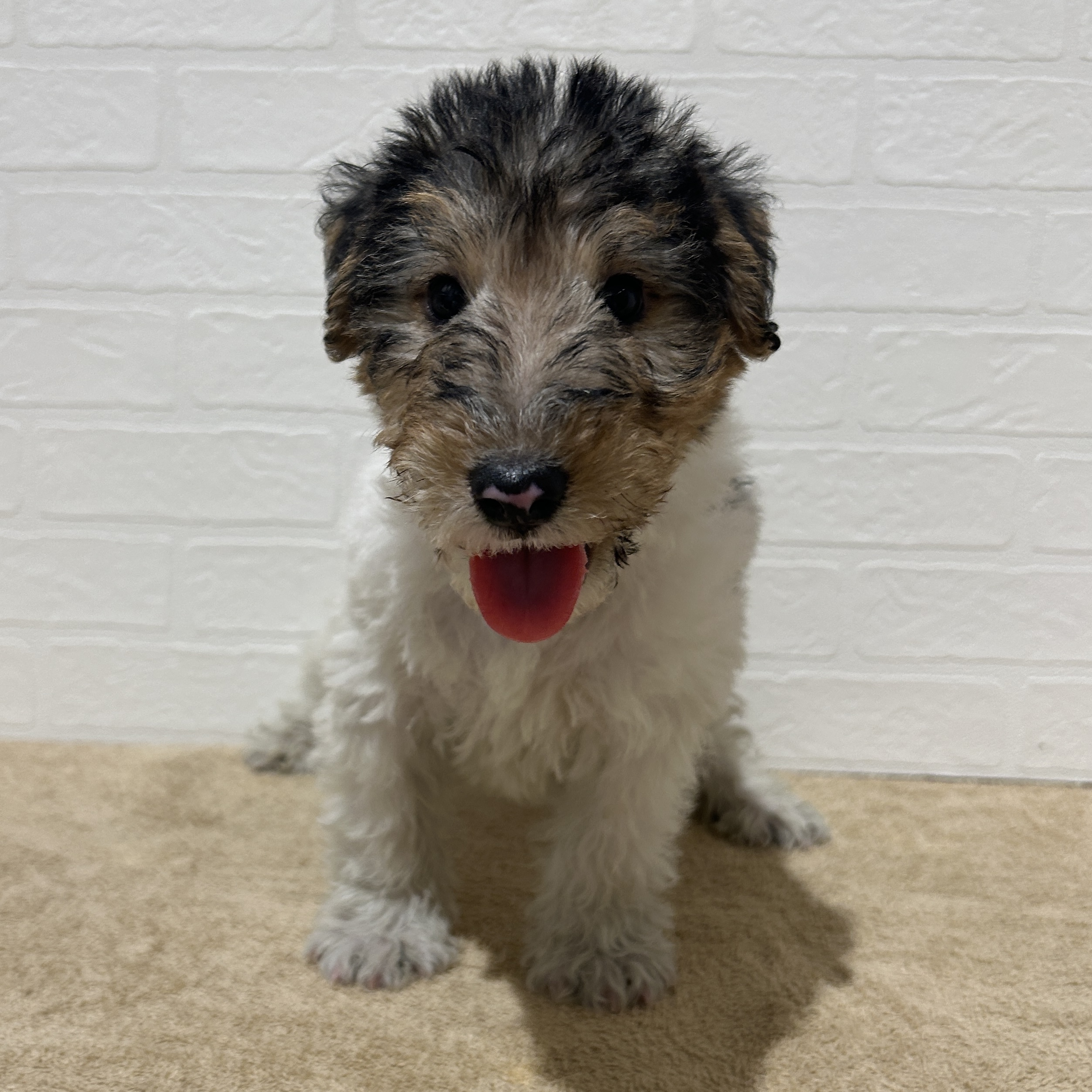 愛知県のワイアーフォックステリア (ペッツワン常滑店/2025年9月28日生まれ/男の子/ホワイトブラックタン)の子犬の1枚目の画像