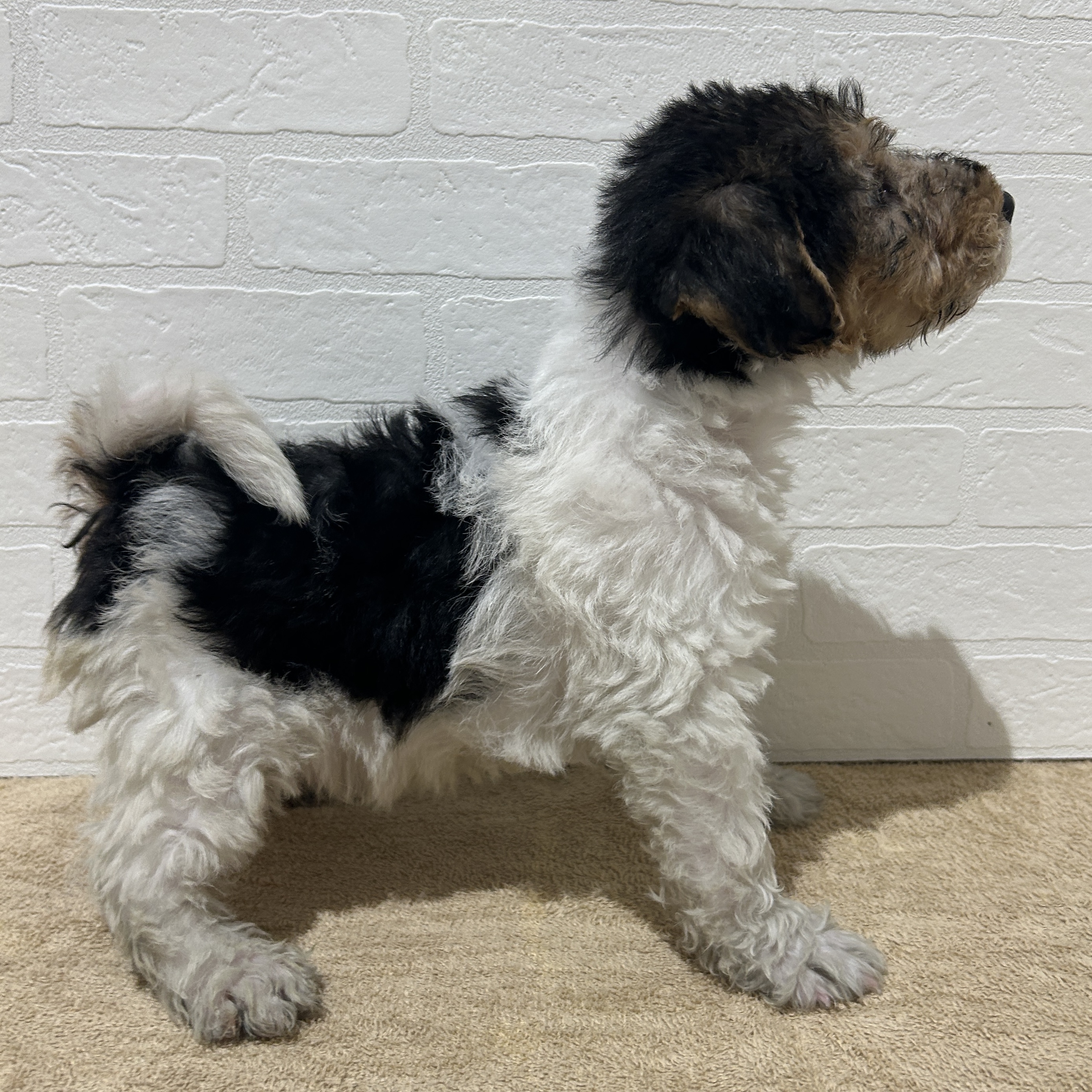 愛知県のワイアーフォックステリア (ペッツワン常滑店/2025年9月28日生まれ/男の子/ホワイトブラックタン)の子犬の2枚目の画像