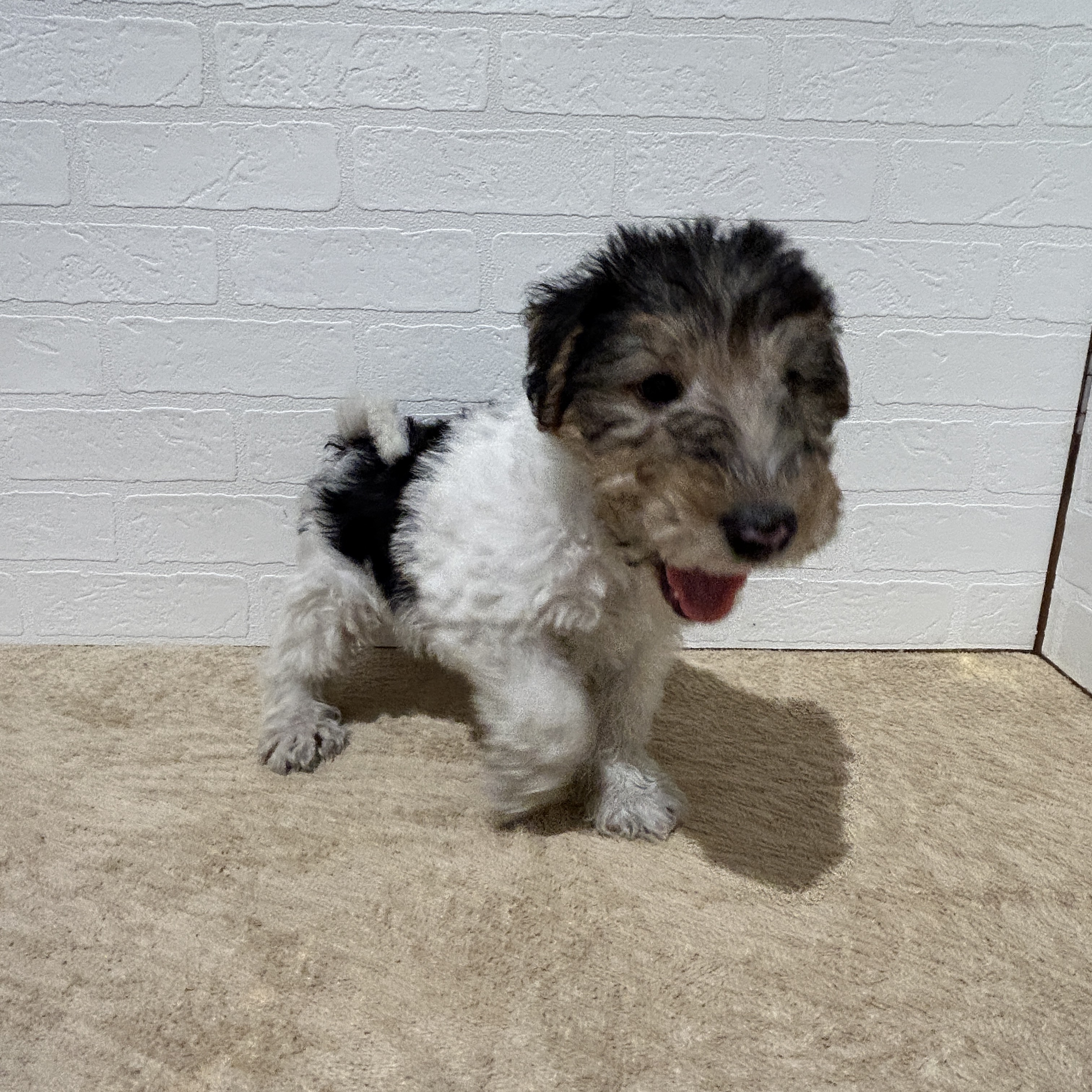 愛知県のワイアーフォックステリア (ペッツワン常滑店/2025年9月28日生まれ/男の子/ホワイトブラックタン)の子犬の3枚目の画像