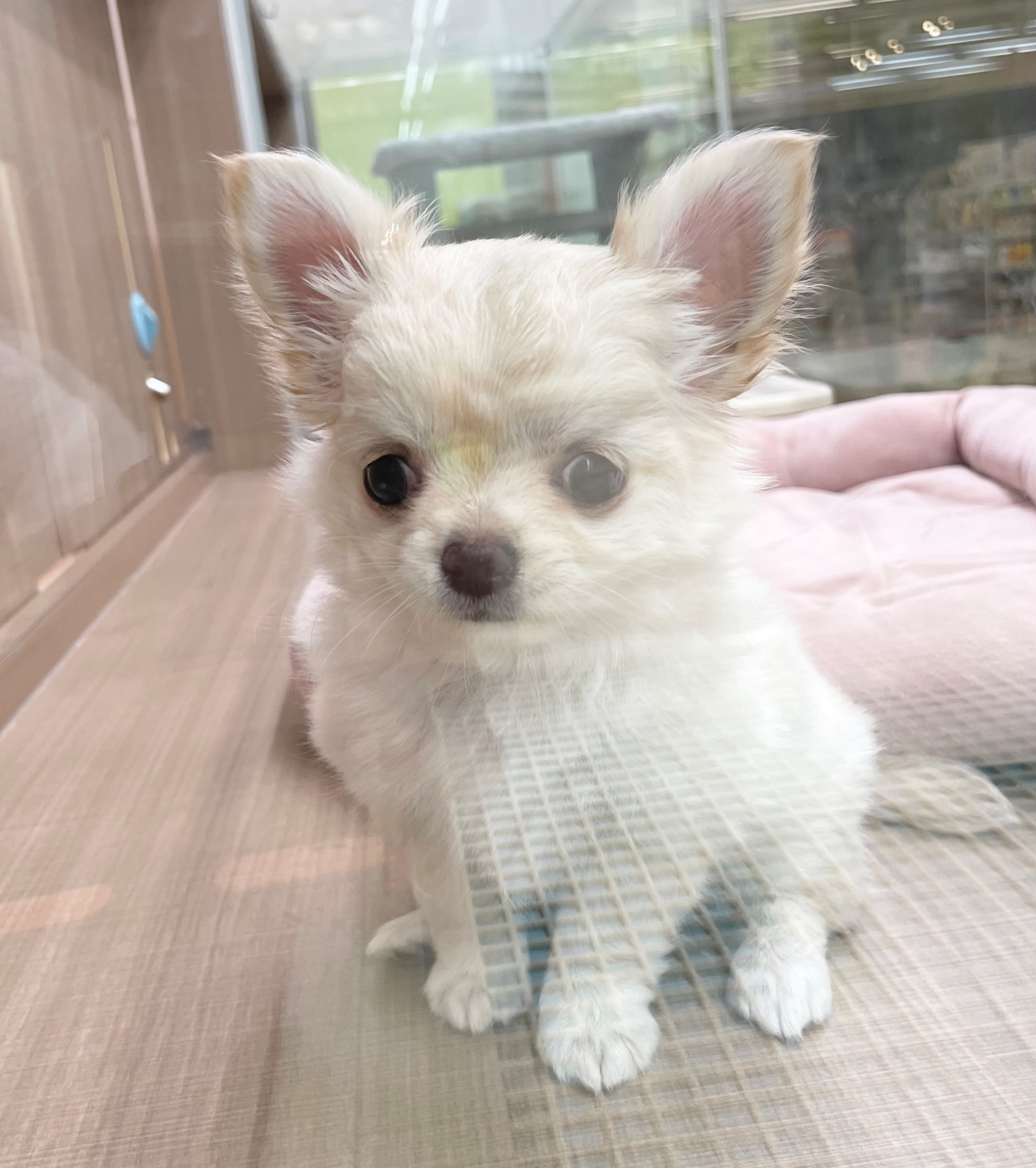 岐阜県のチワワ(ロング) (ペッツワン可児店/2025年9月17日生まれ/女の子/クリーム)の子犬の3枚目の画像