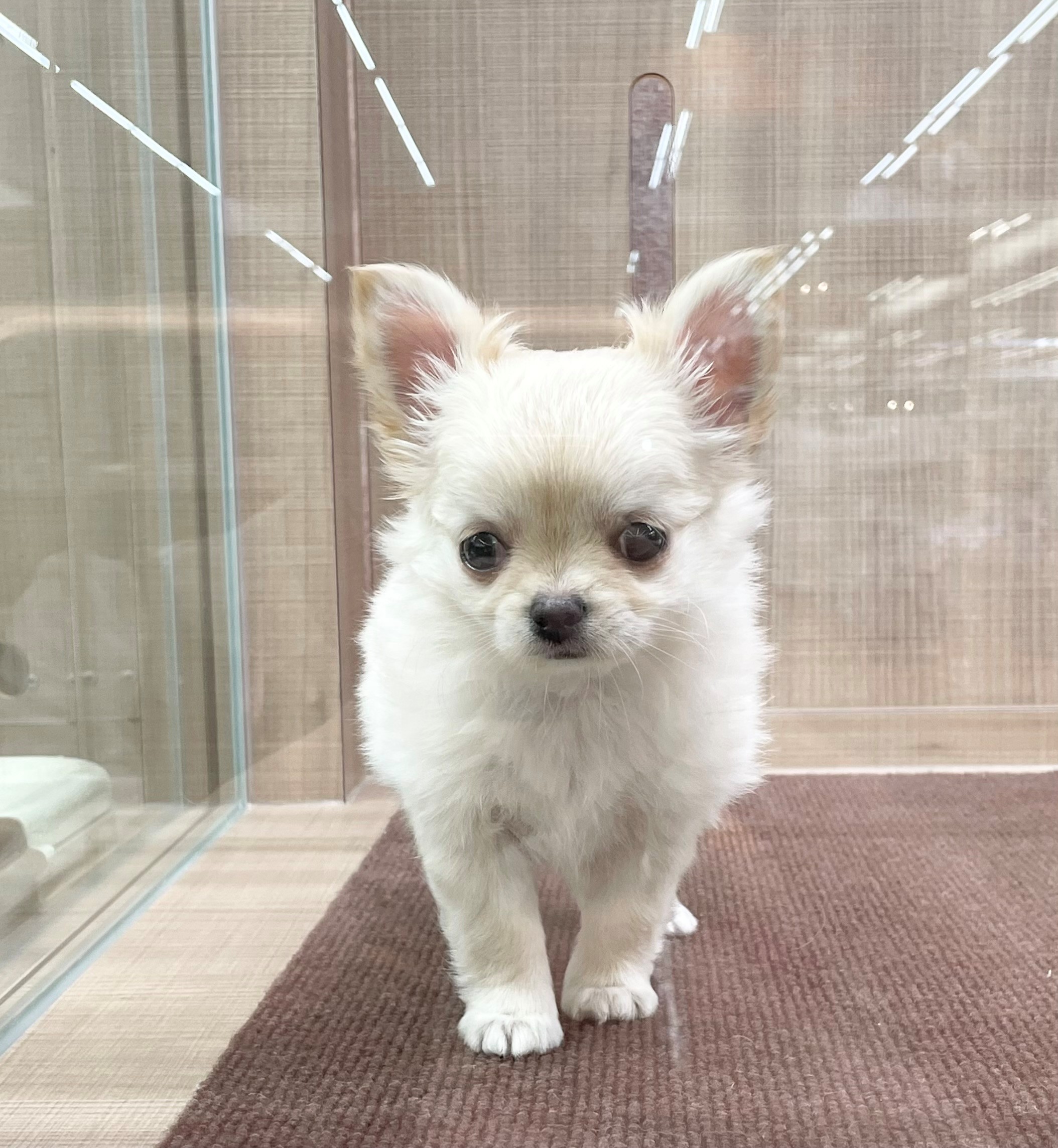 岐阜県のチワワ(ロング) (ペッツワン可児店/2025年9月17日生まれ/女の子/クリーム)の子犬の2枚目の画像