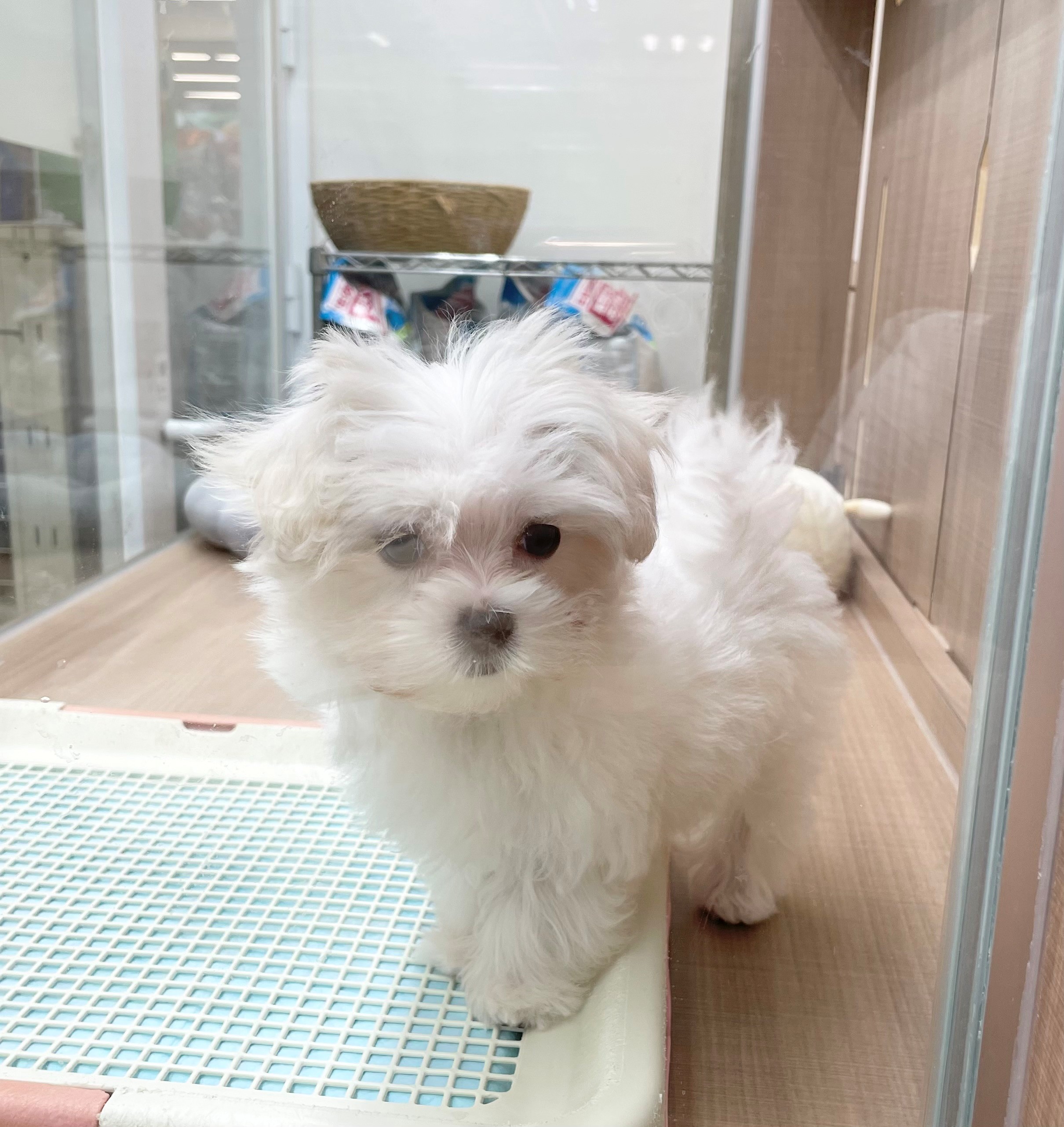 岐阜県のマルチーズ (ペッツワン可児店/2025年9月17日生まれ/女の子/ホワイト)の子犬の2枚目の画像